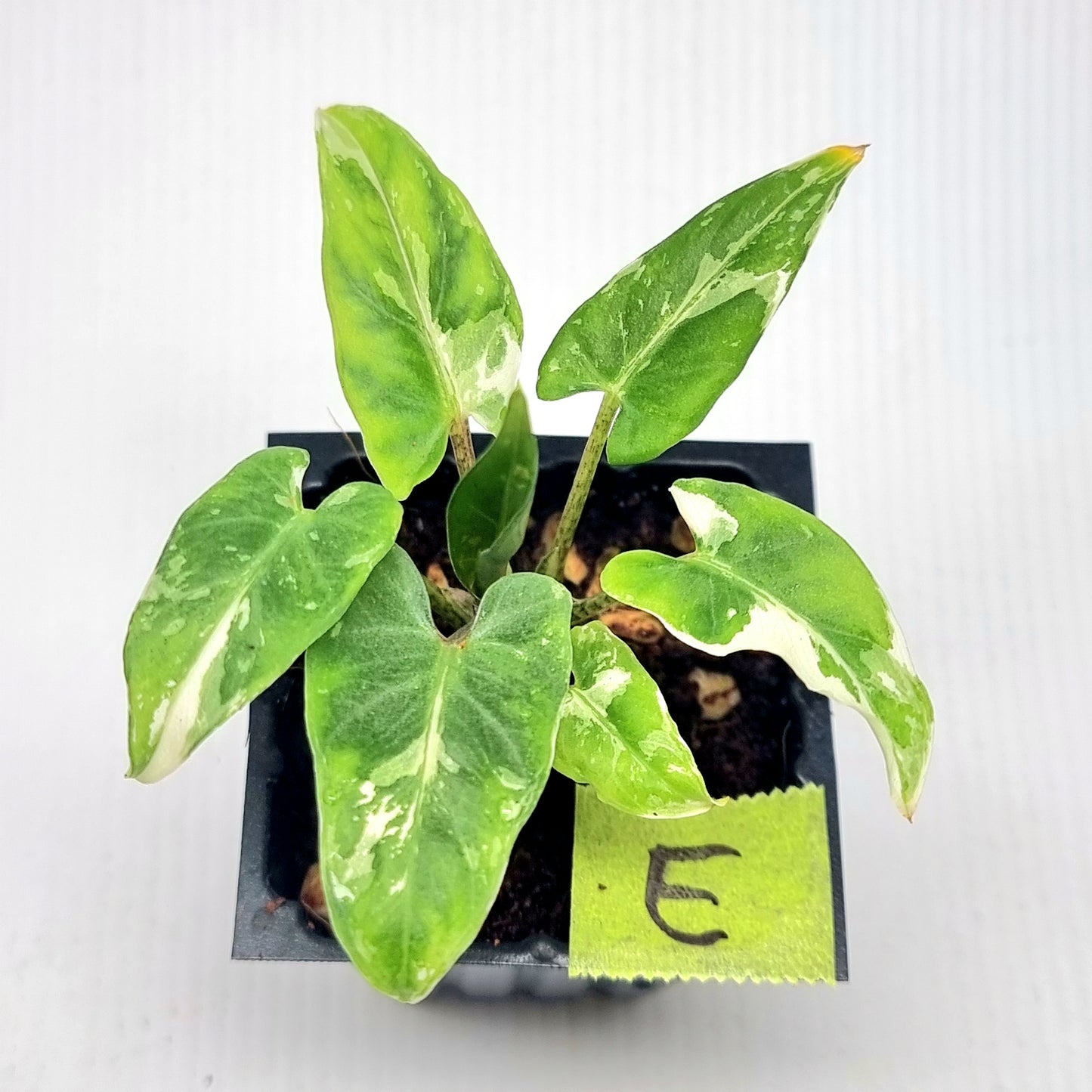 Alocasia Lauterbachiana Albo Variegated