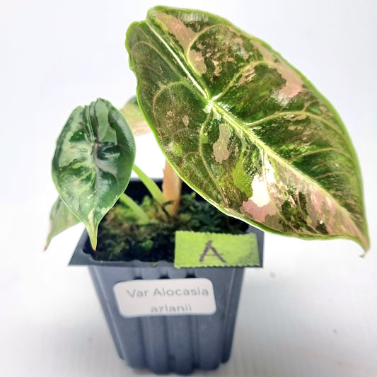 Alocasia azlanii Pink variegated