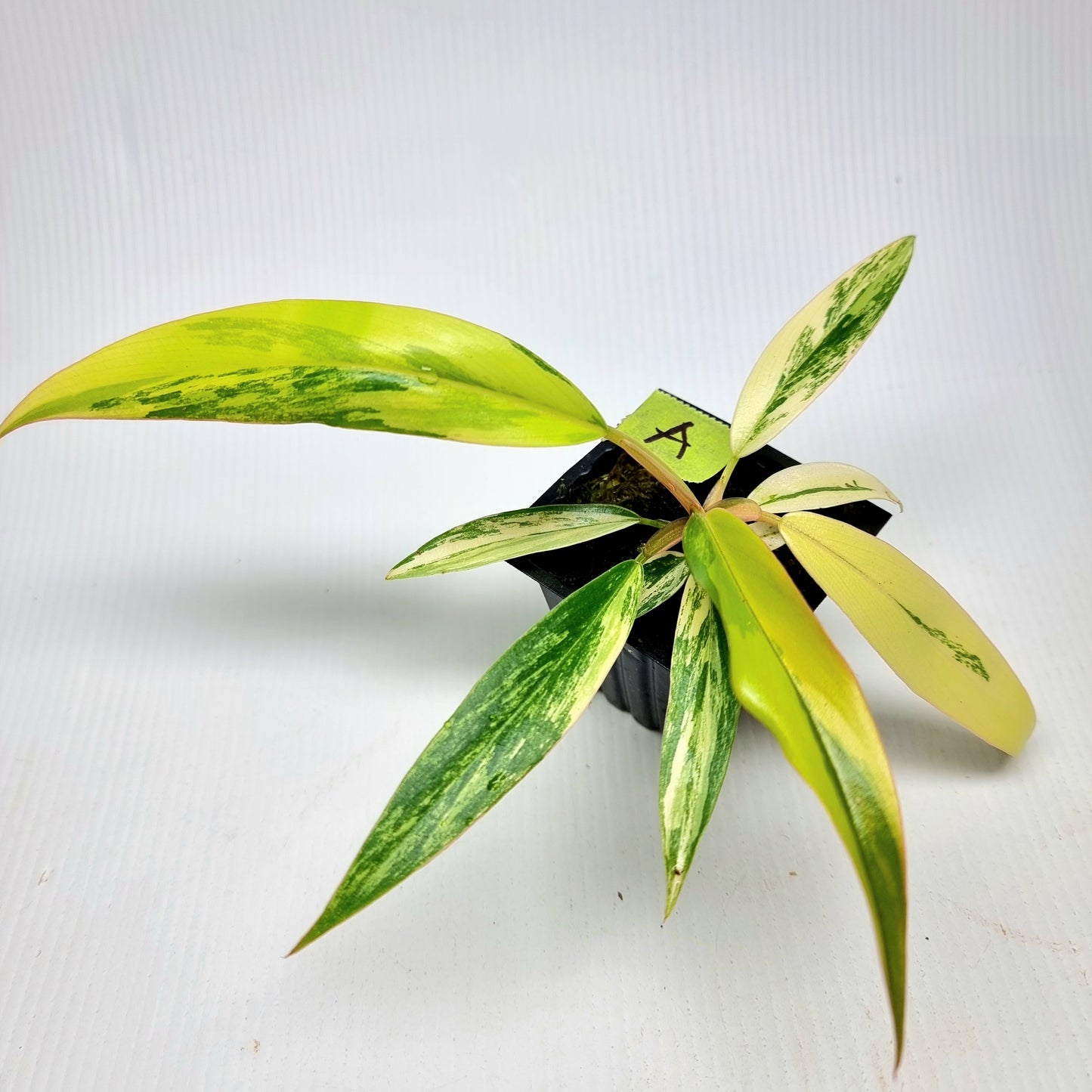 Philodendron Caramel Marble