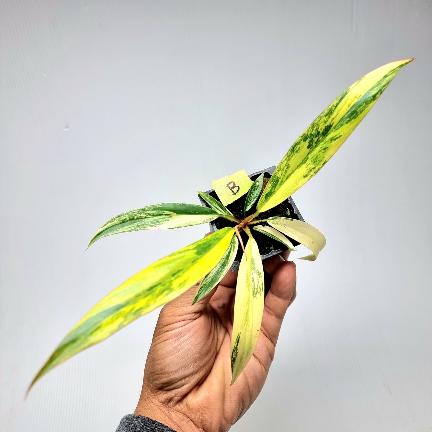 Philodendron Caramel Marble