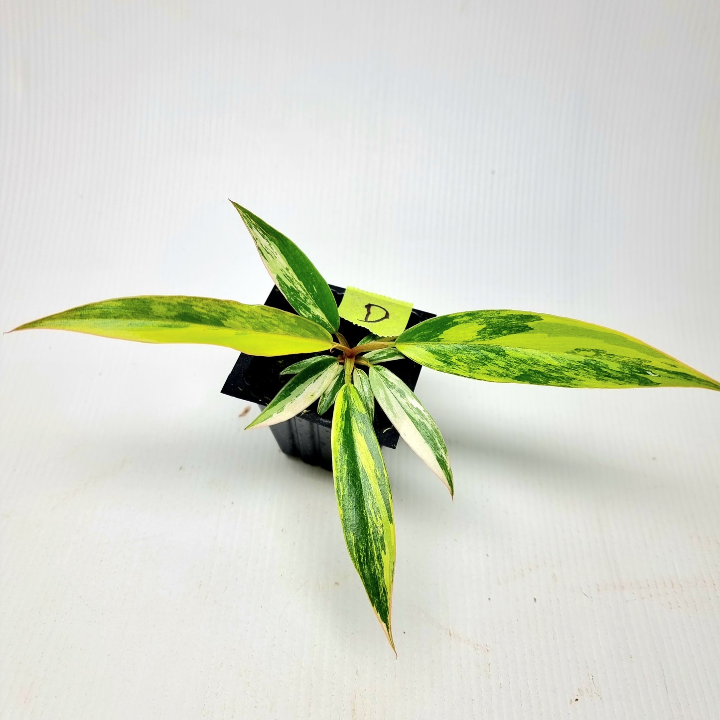 Philodendron Caramel Marble