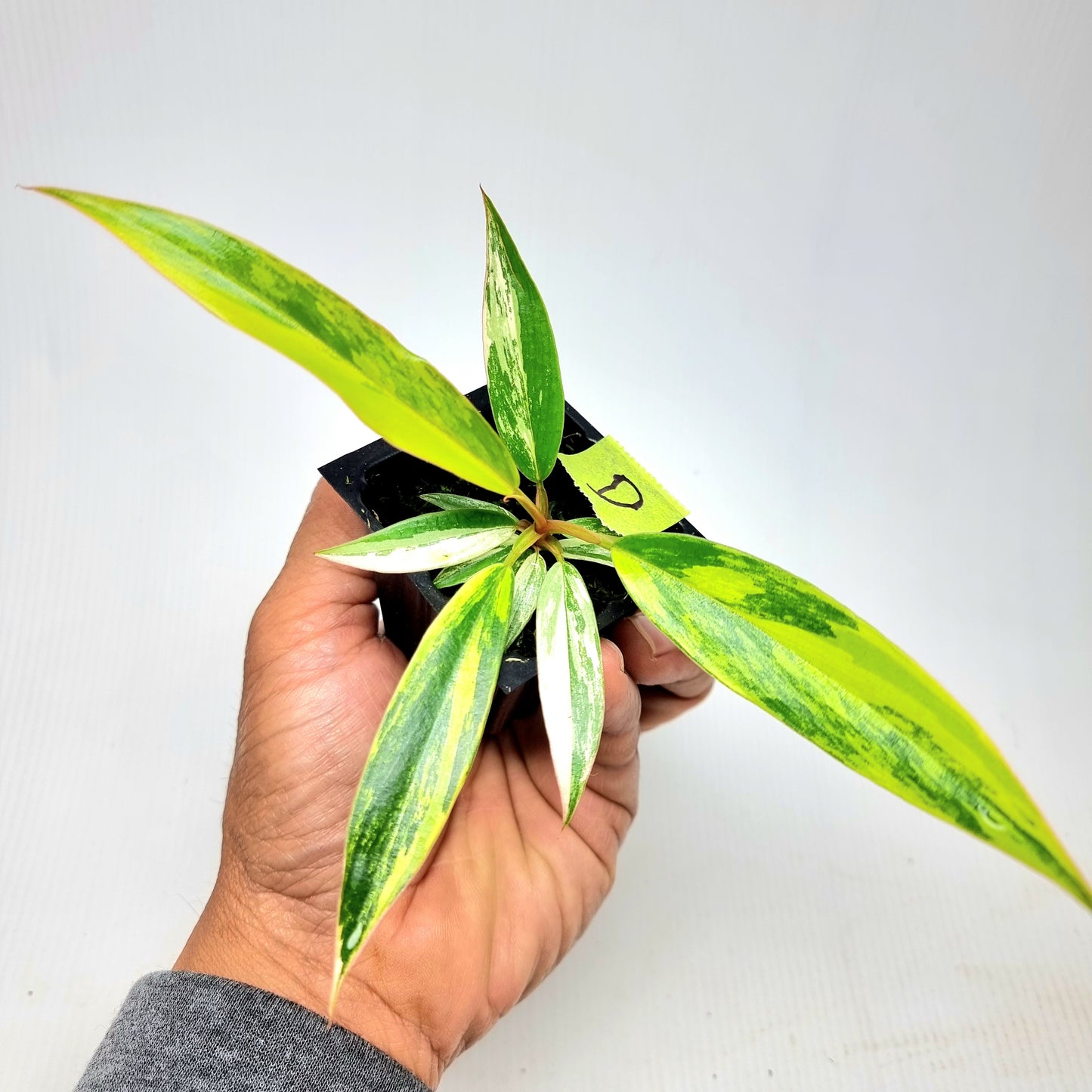 Philodendron Caramel Marble