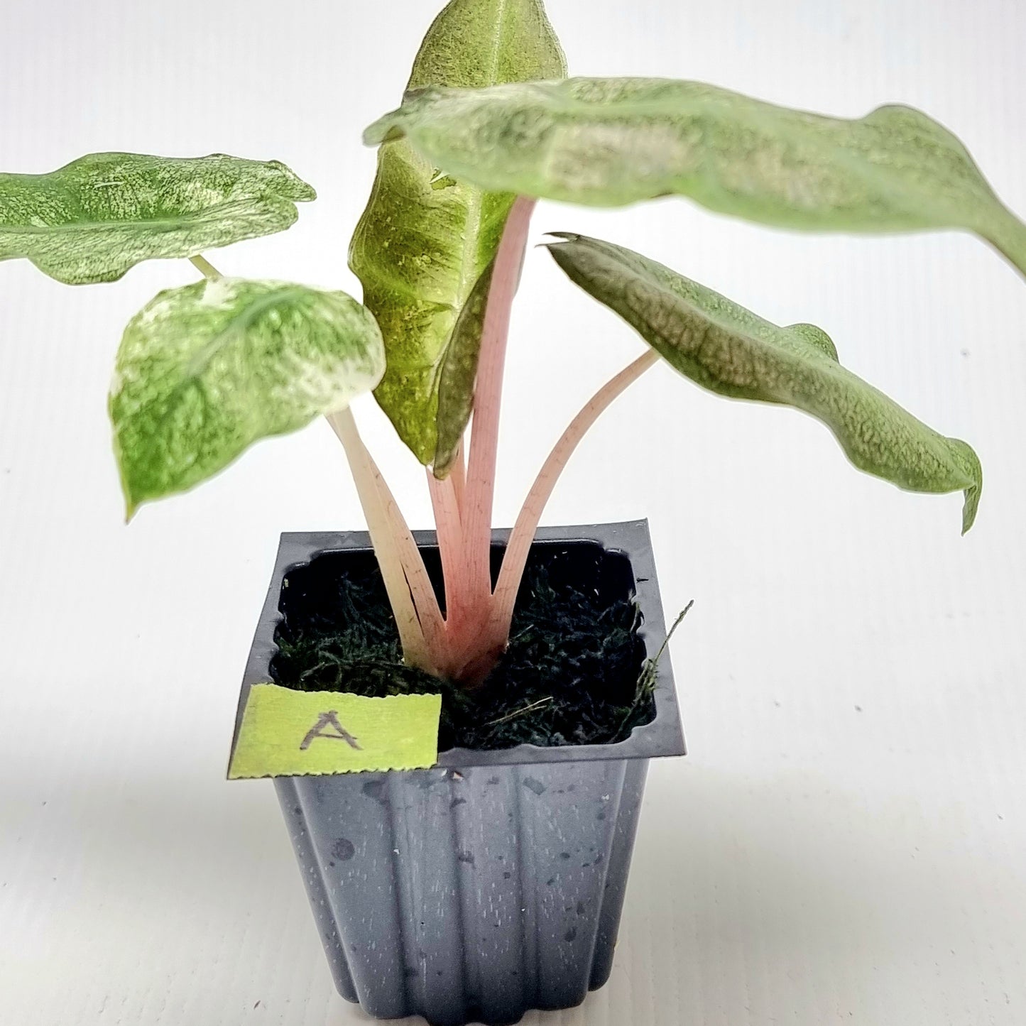 Alocasia Pink Dragon Mint Variegated