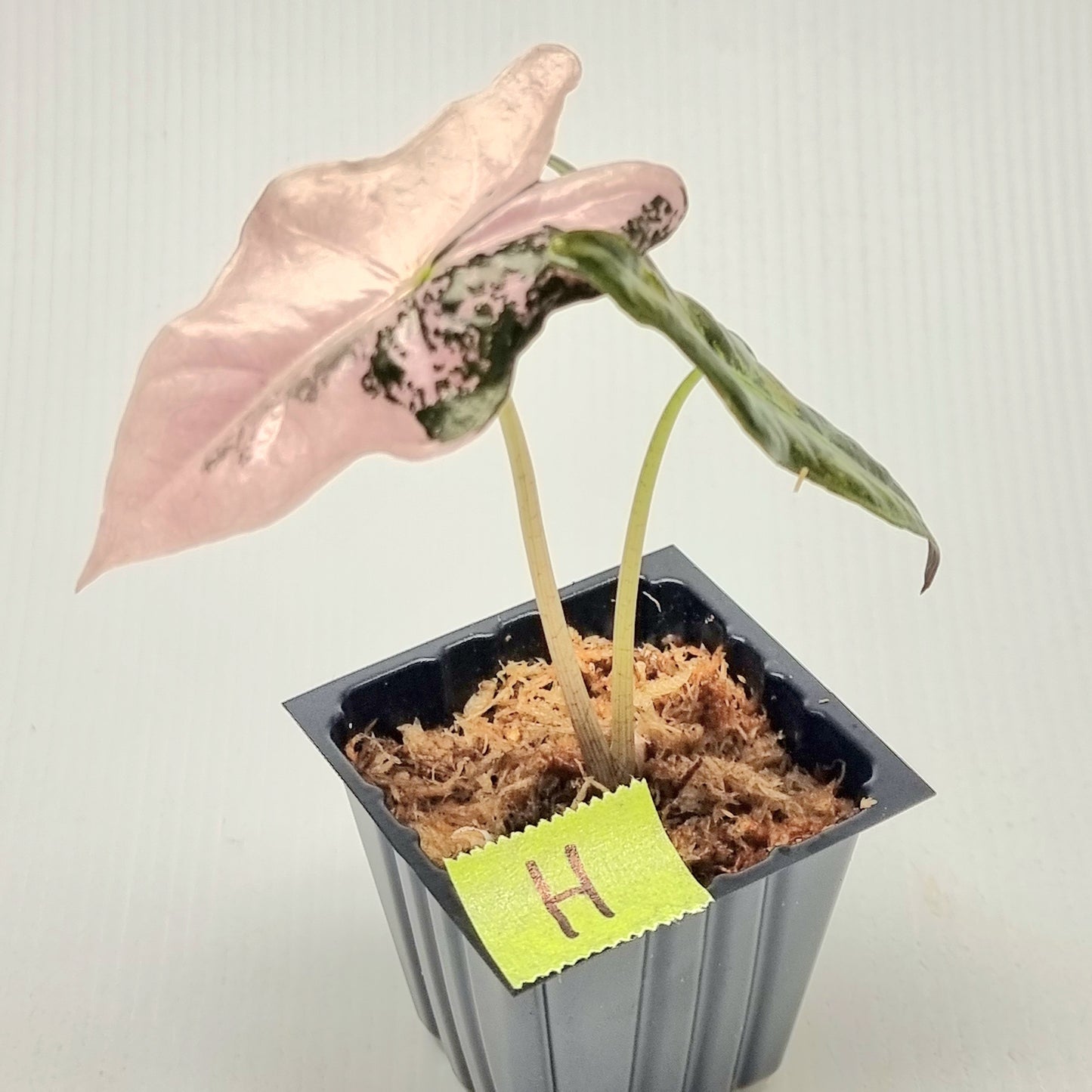 Alocasia sanderiana "Nobilis" Pink Variegated