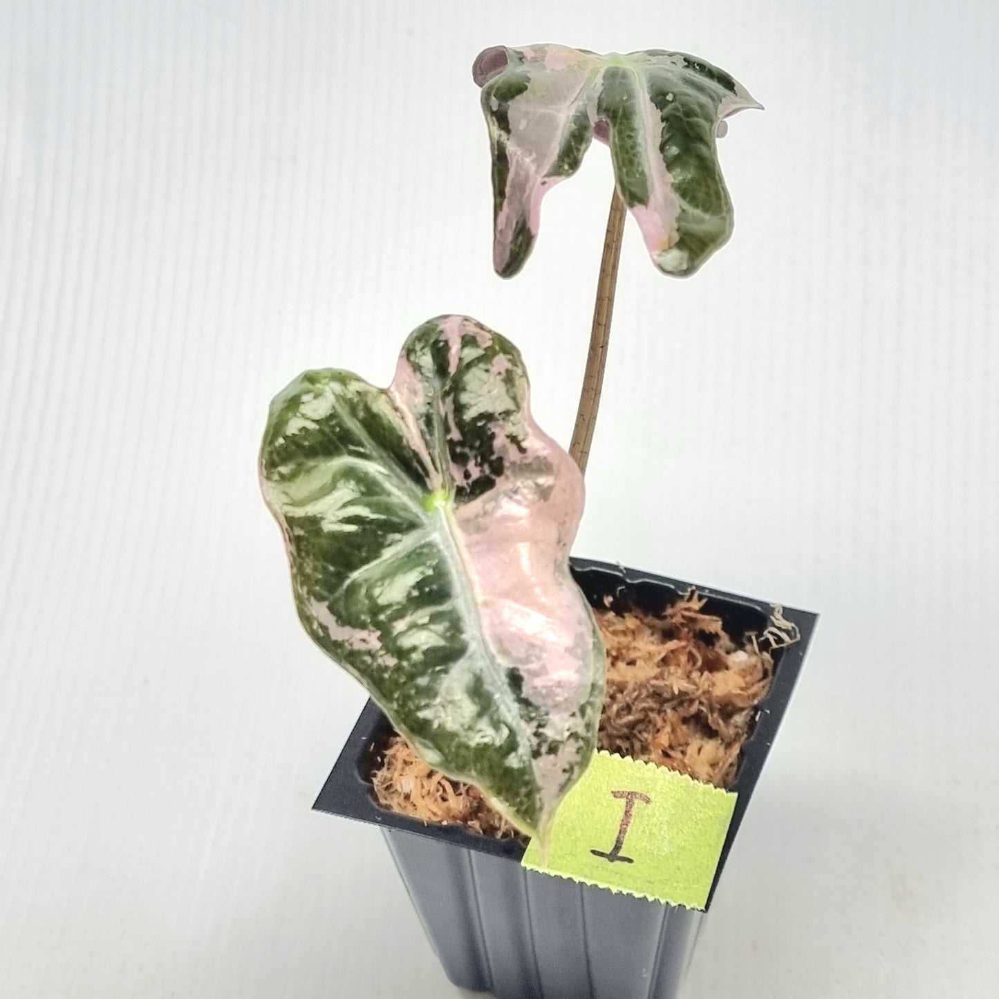 Alocasia sanderiana "Nobilis" Pink Variegated