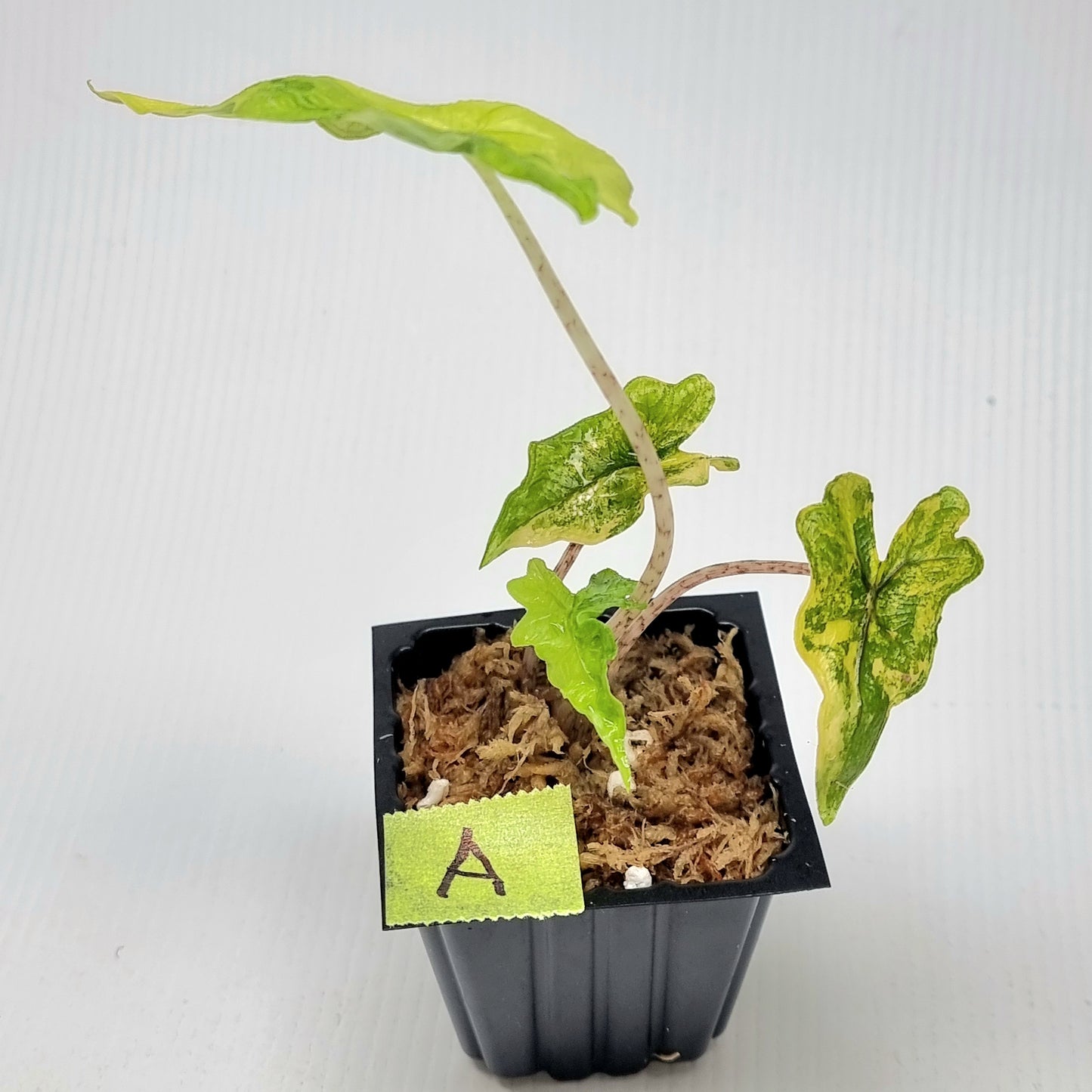 Alocasia Jacklyn Variegated