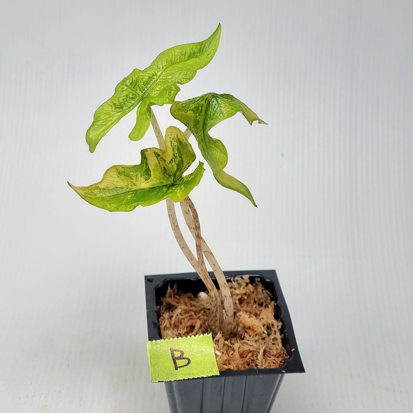 Alocasia Jacklyn Variegated