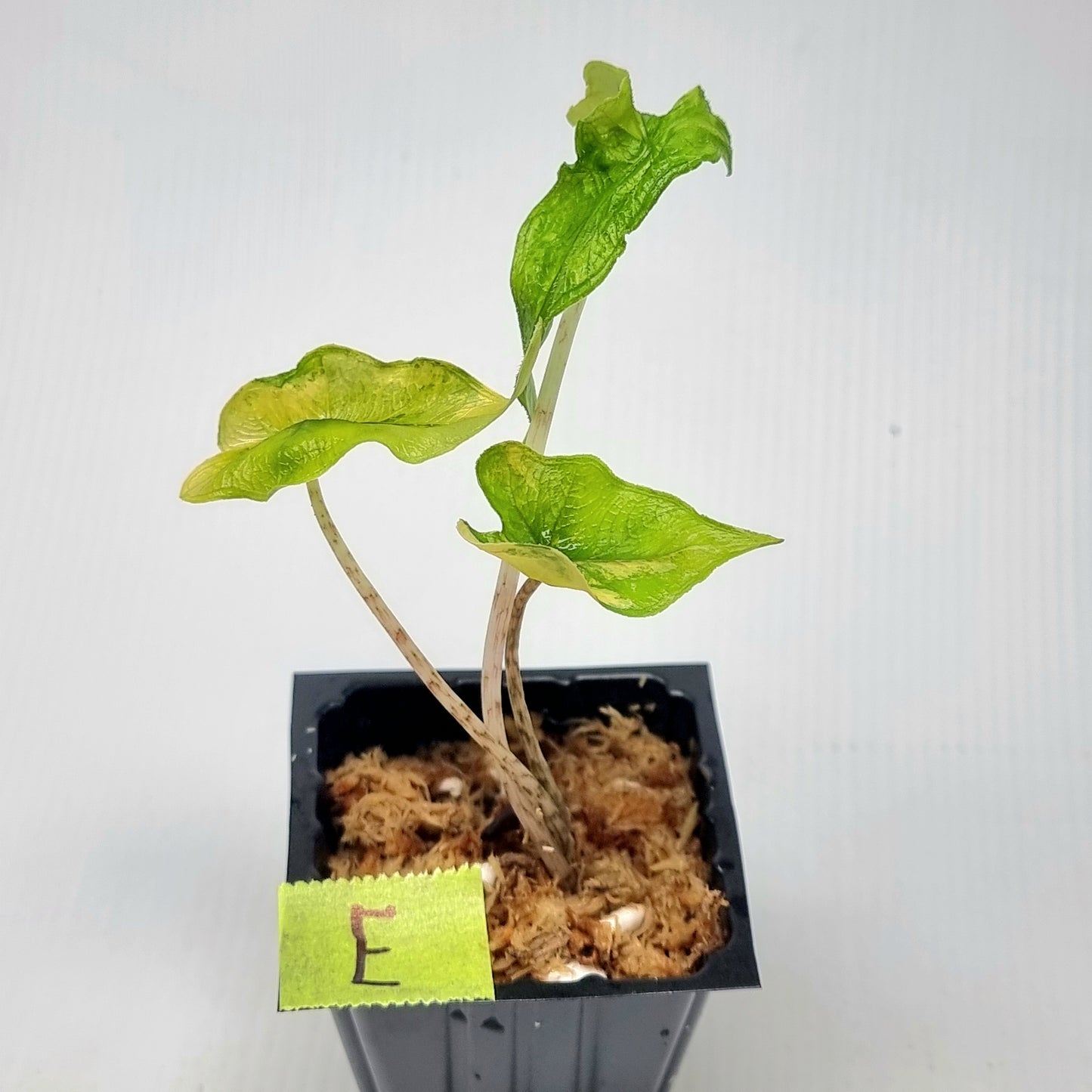 Alocasia Jacklyn Variegated