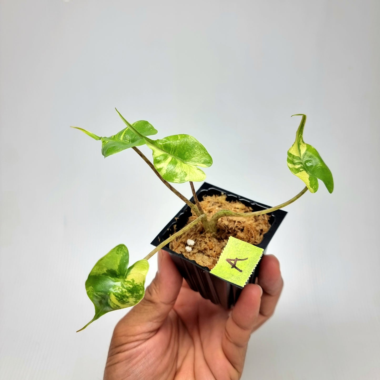 Alocasia Stingray Variegated