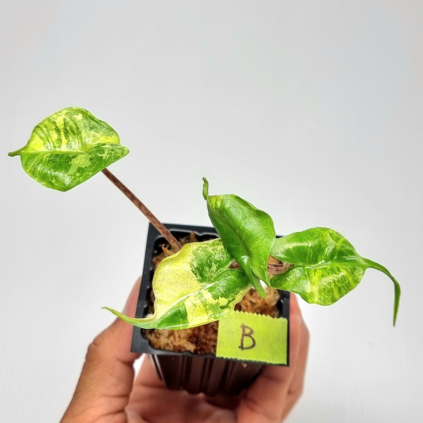 Alocasia Stingray Variegated