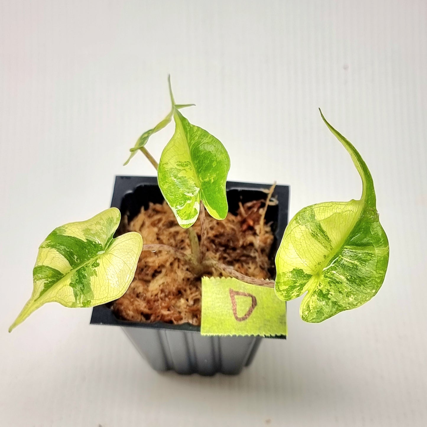 Alocasia Stingray Variegated