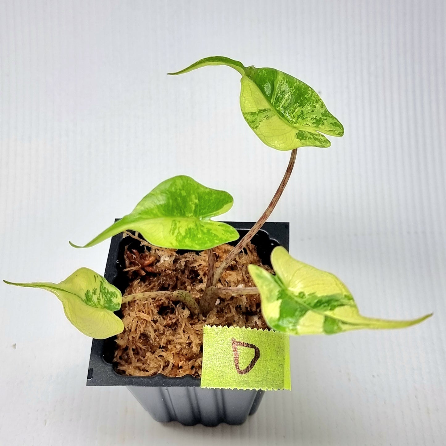 Alocasia Stingray Variegated