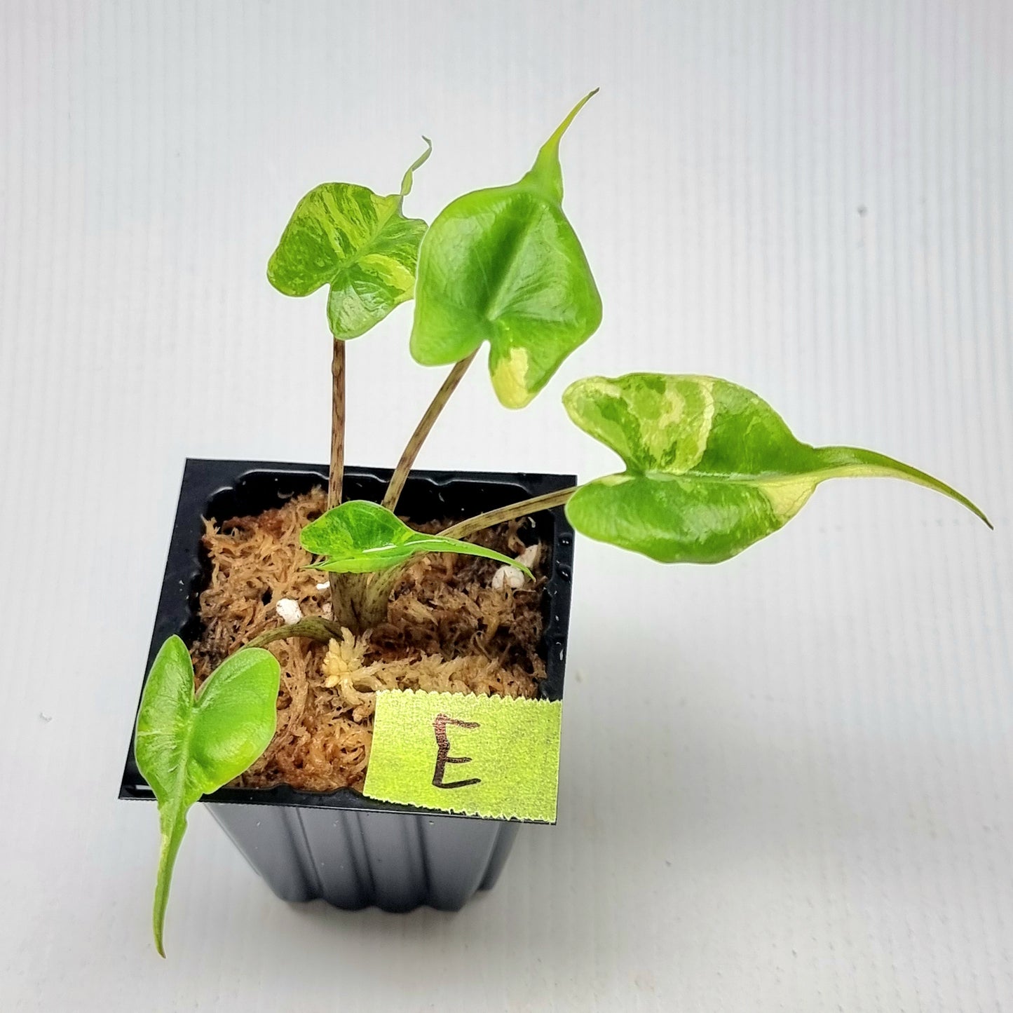 Alocasia Stingray Variegated