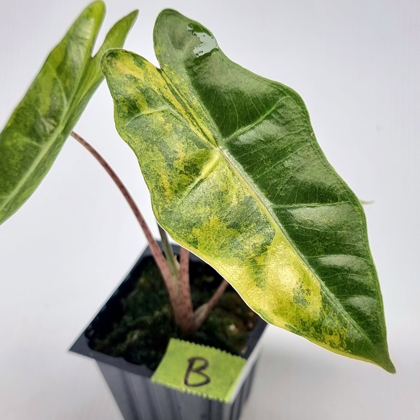 Alocasia pseudosanderiana Variegated