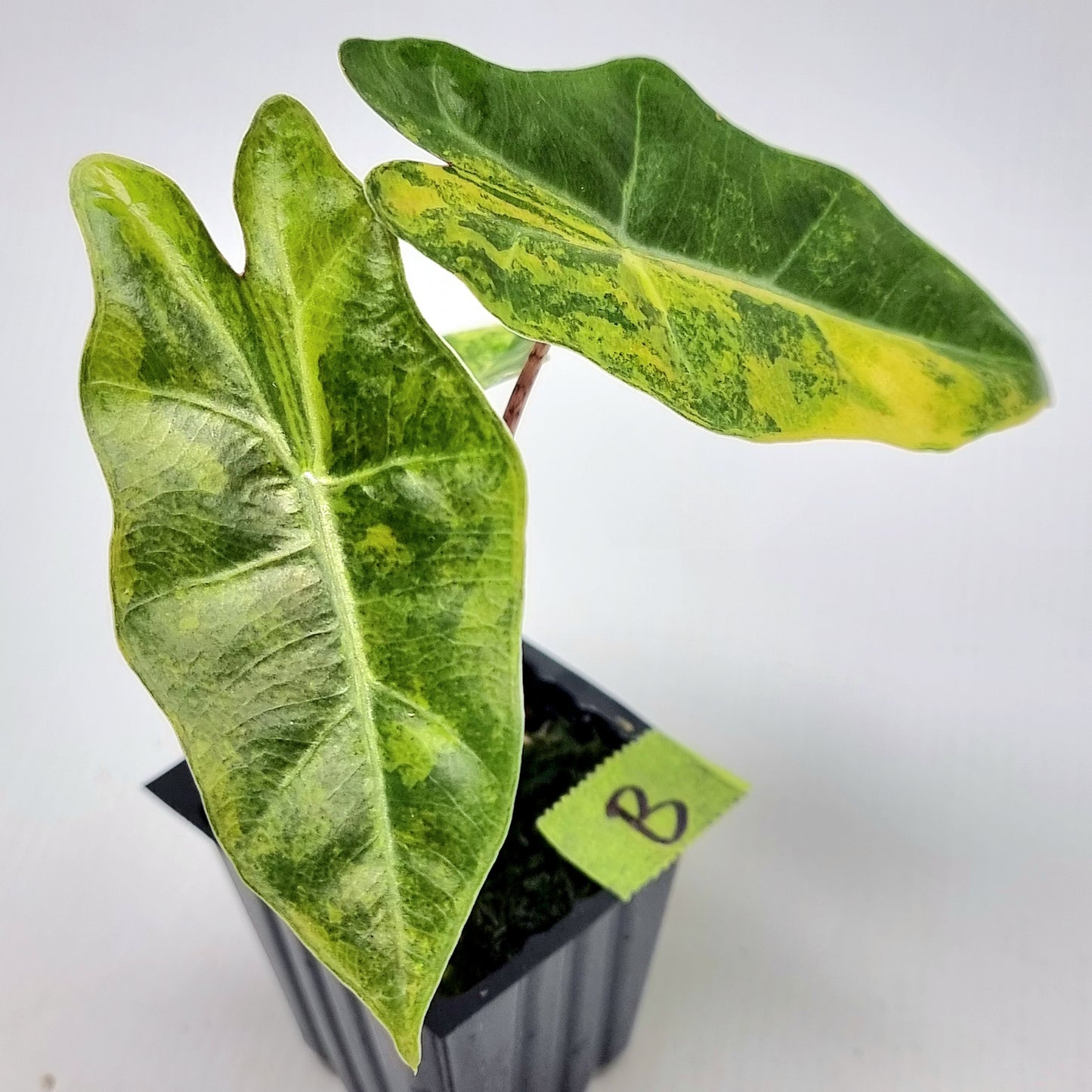 Alocasia pseudosanderiana Variegated