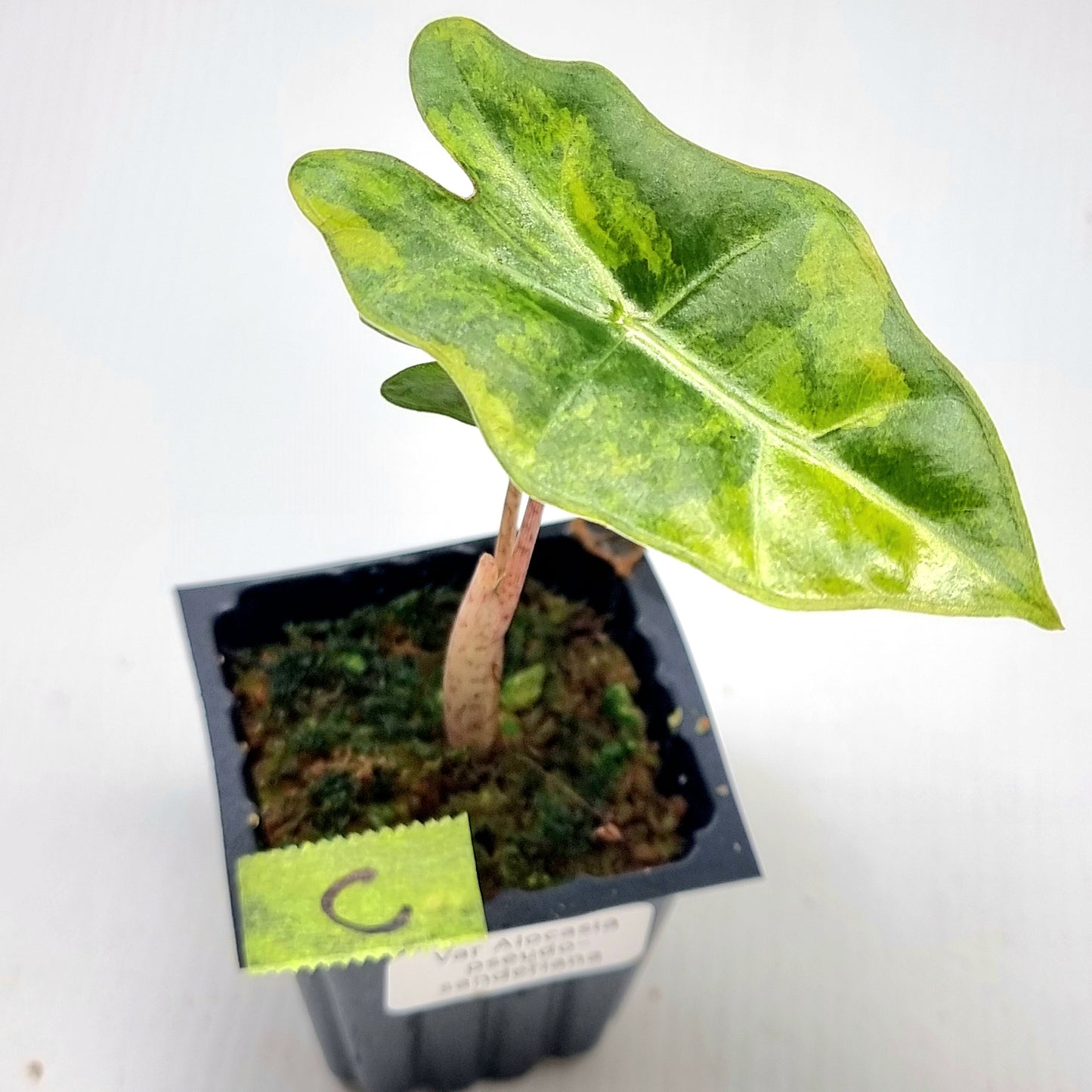 Alocasia pseudosanderiana Variegated