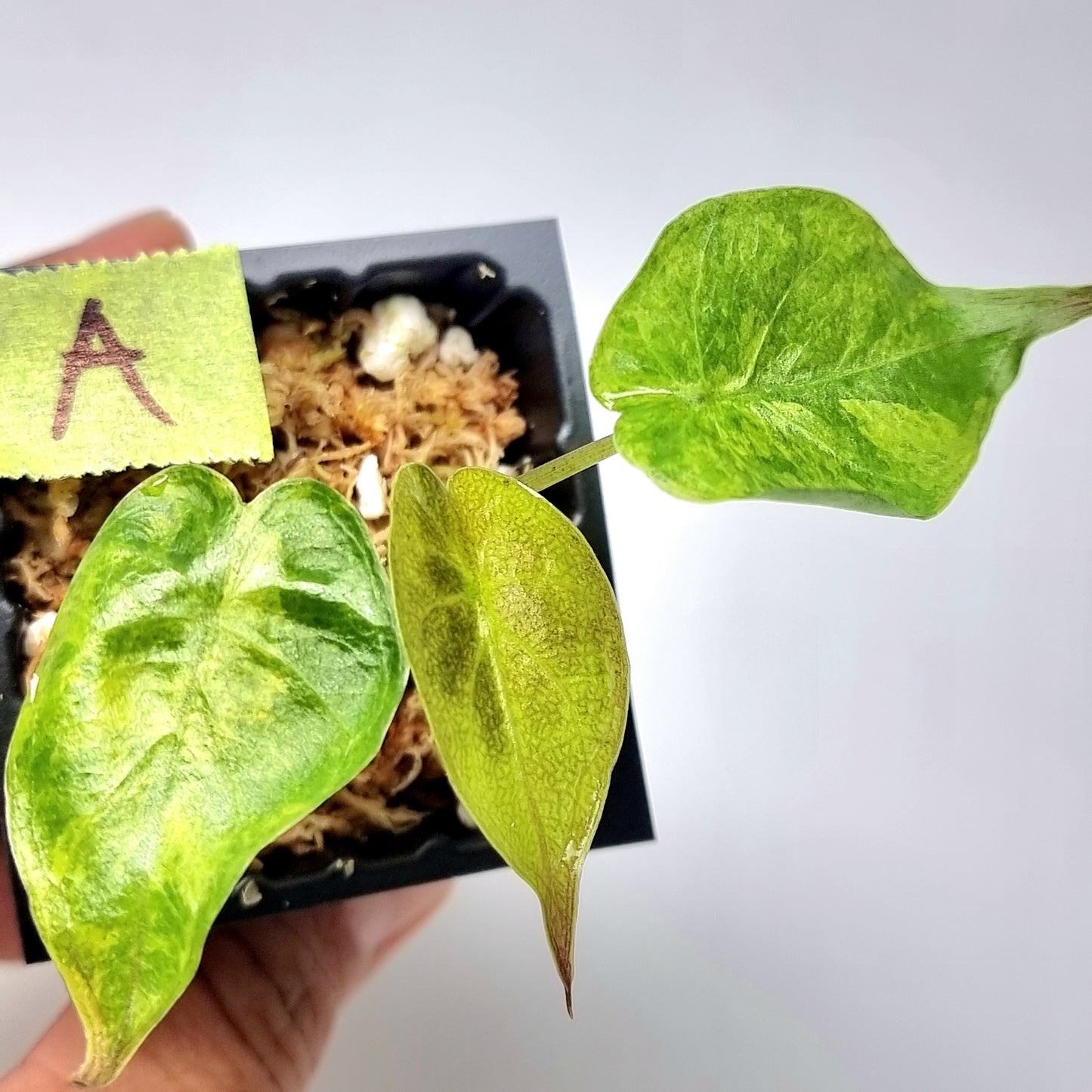 Alocasia wentii Variegated