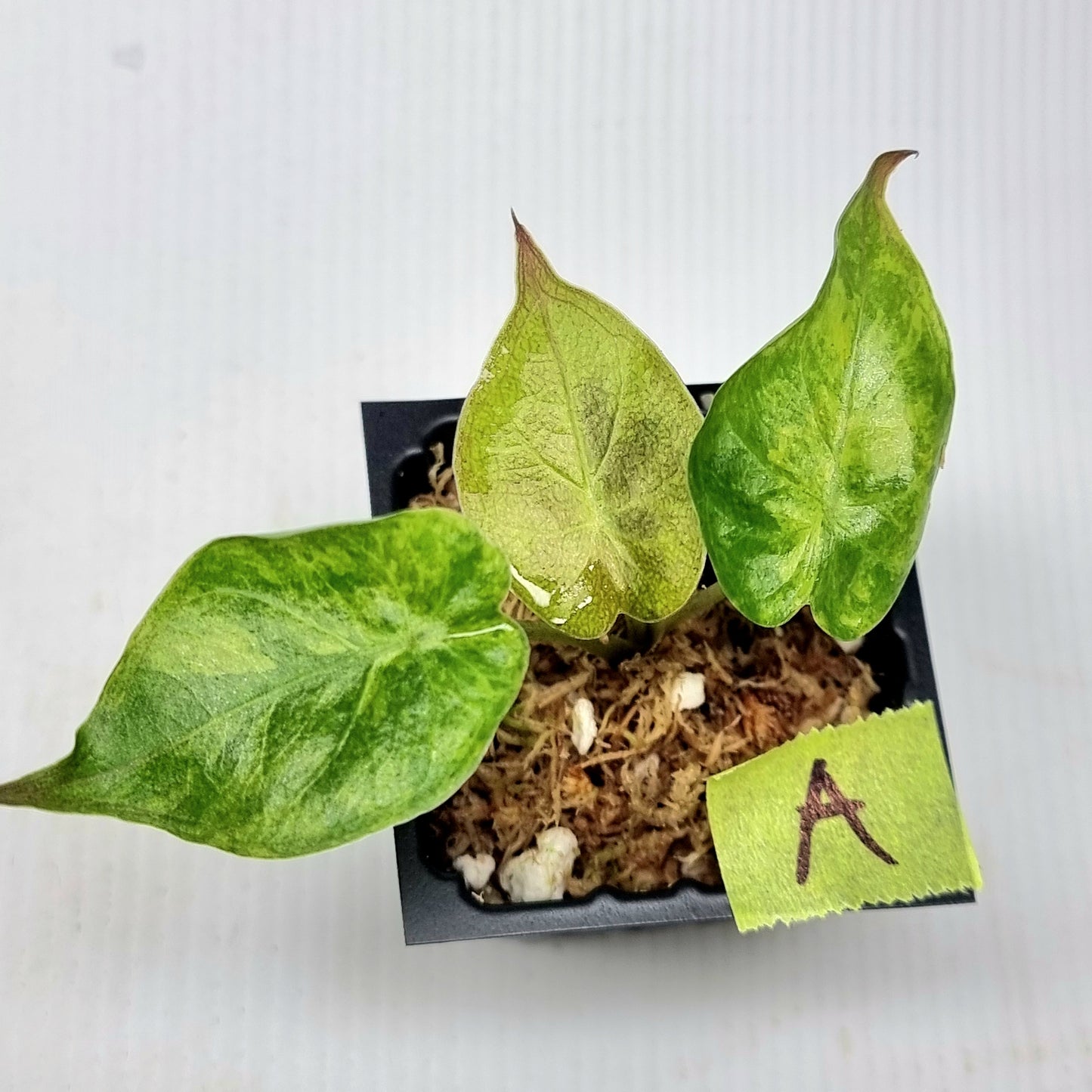 Alocasia wentii Variegated