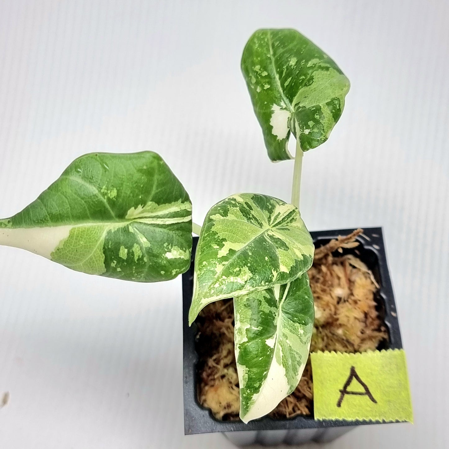 Alocasia Maharani Variegated