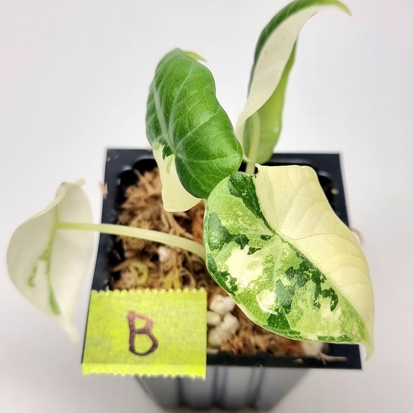 Alocasia Maharani Variegated