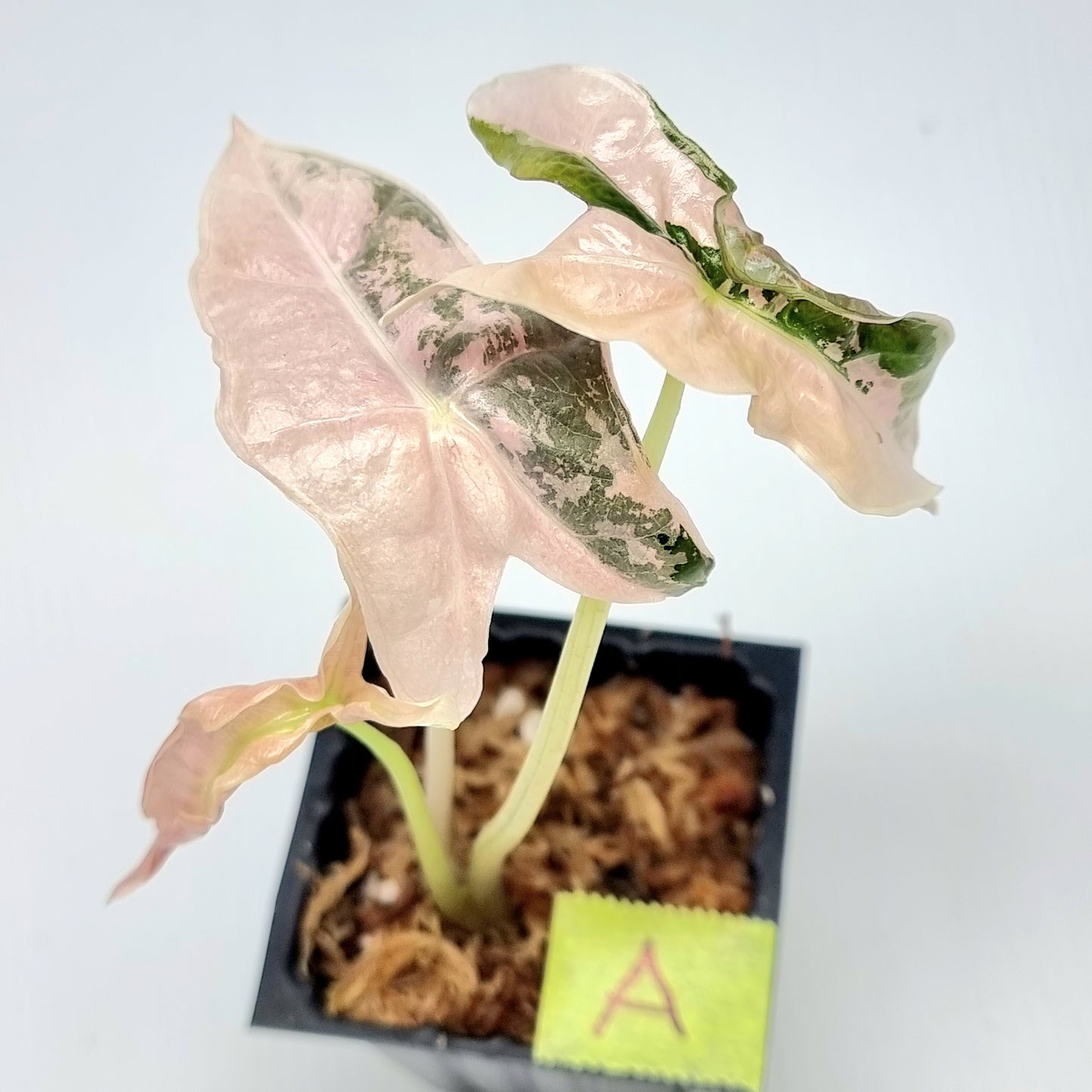 Alocasia sanderiana "Nobilis" Pink Variegated