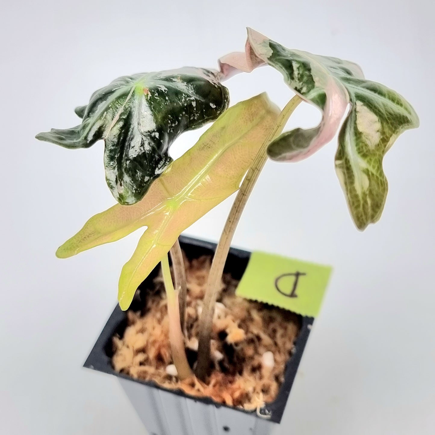 Alocasia sanderiana "Nobilis" Pink Variegated