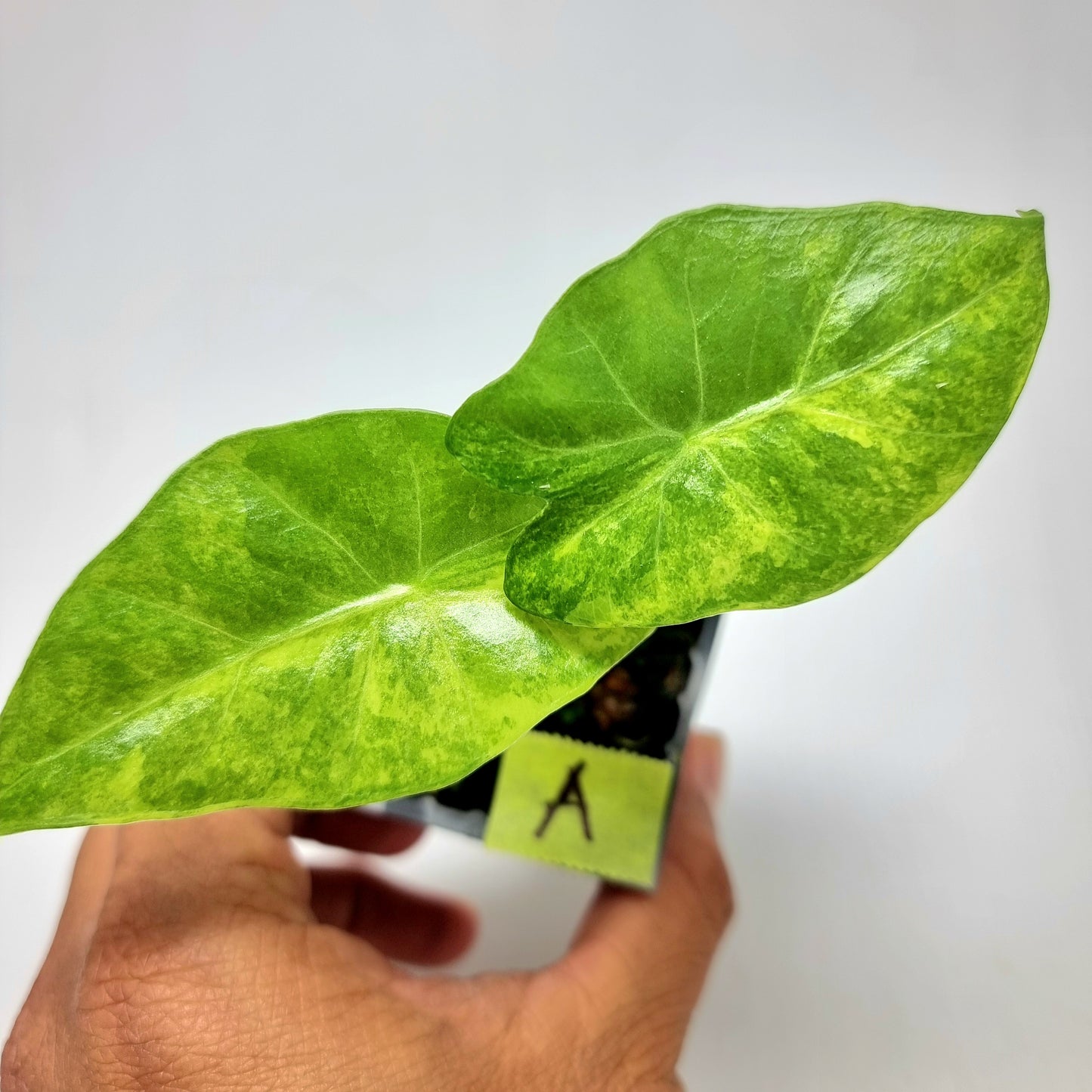 Alocasia portora Aurea variegated