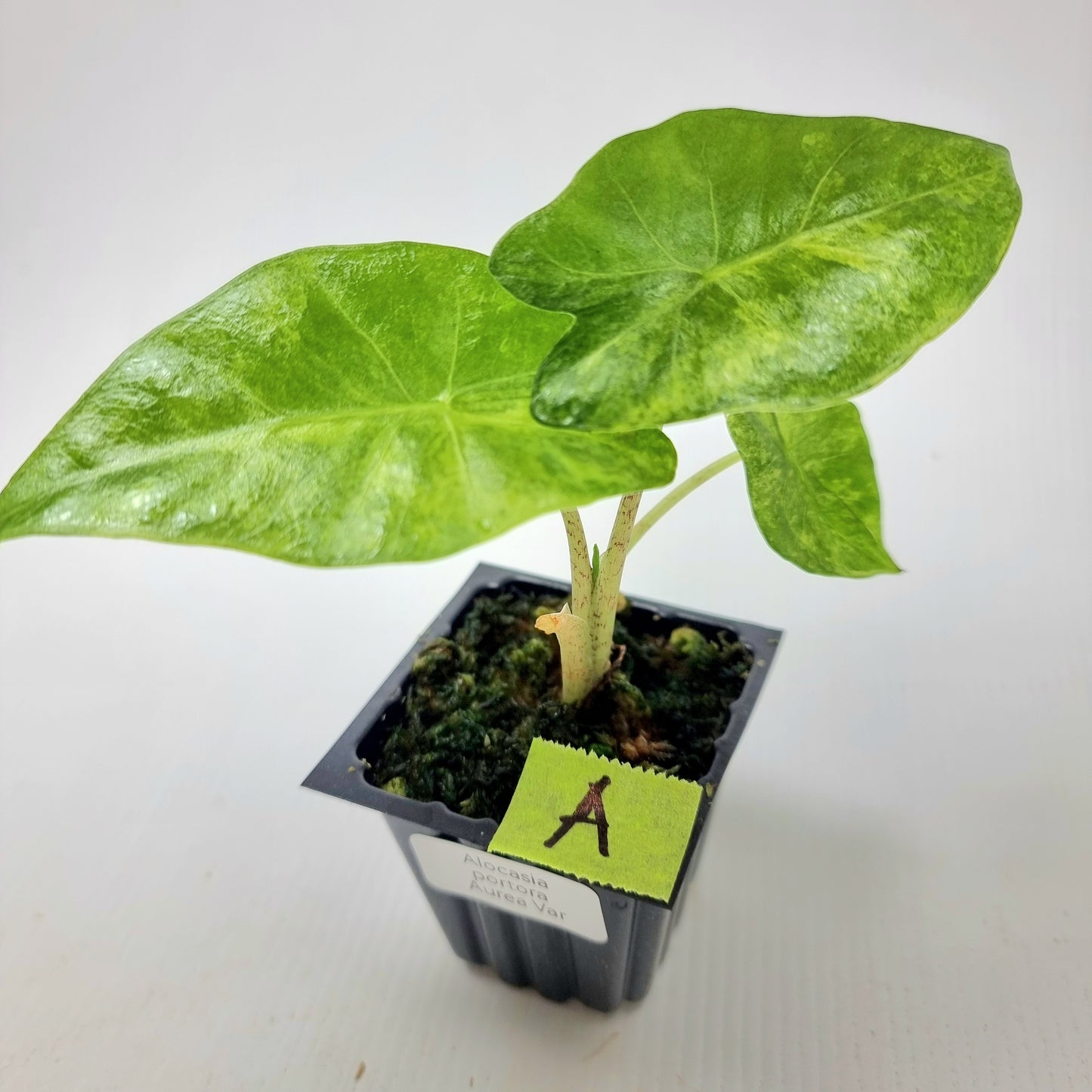 Alocasia portora Aurea variegated