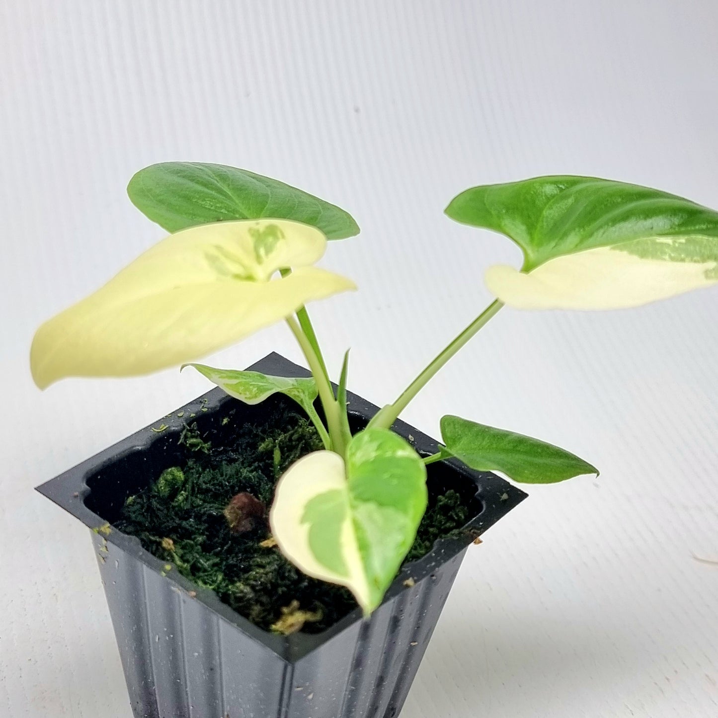 Philodendron goeldii Variegated