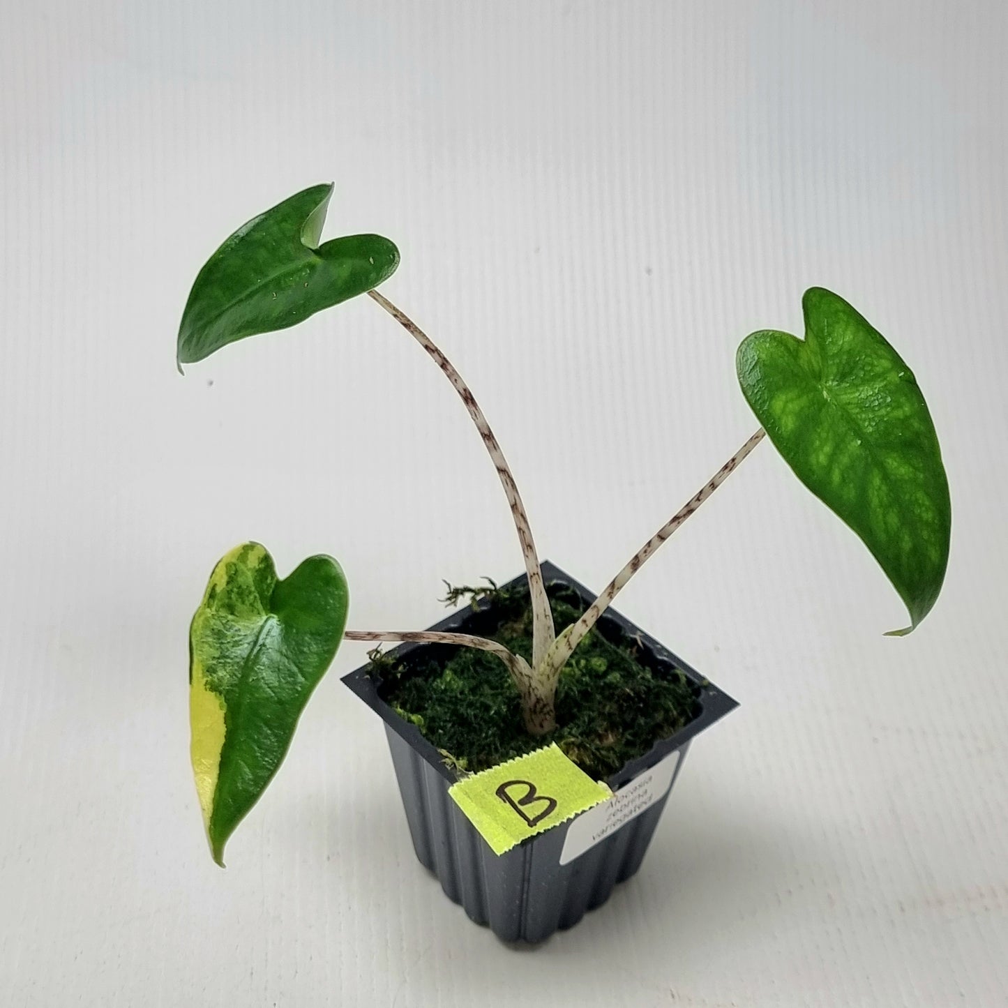 Alocasia zebrina Variegated