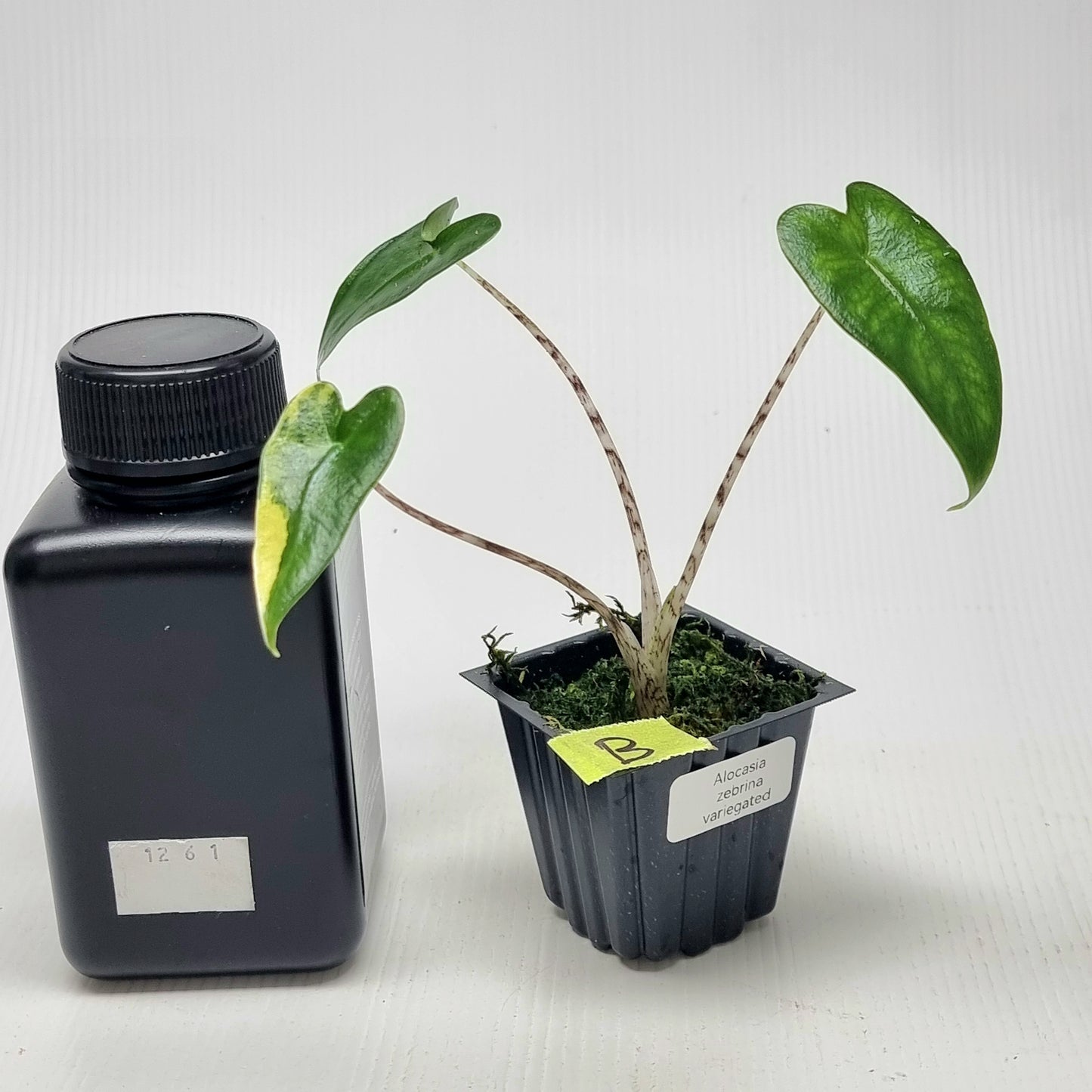 Alocasia zebrina Variegated