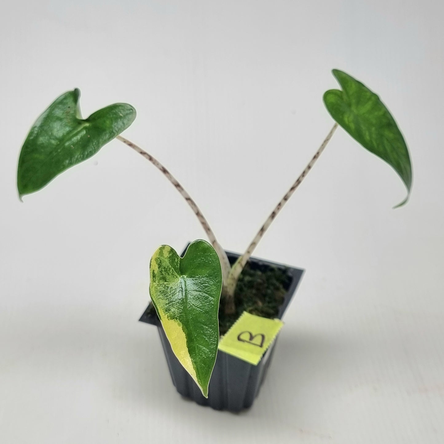 Alocasia zebrina Variegated