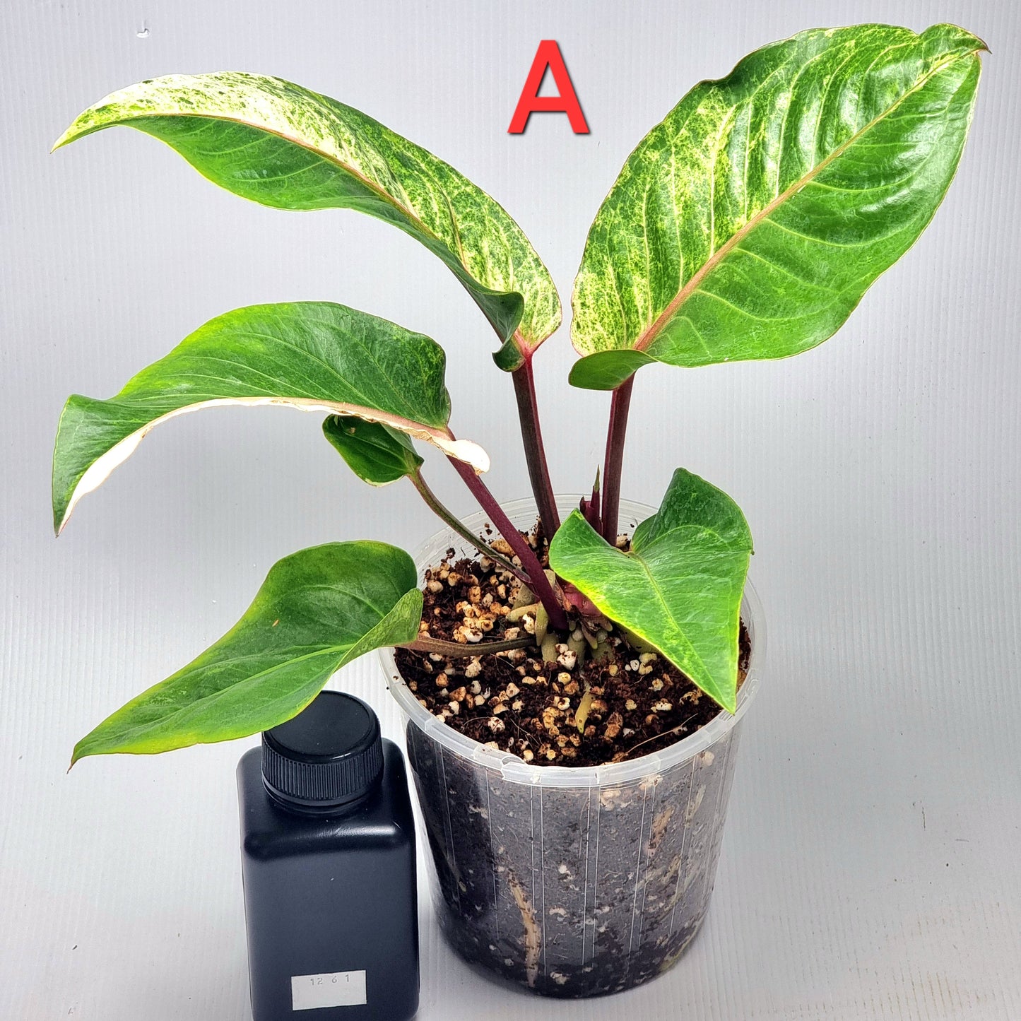 Anthurium foliage hybrid Variegated