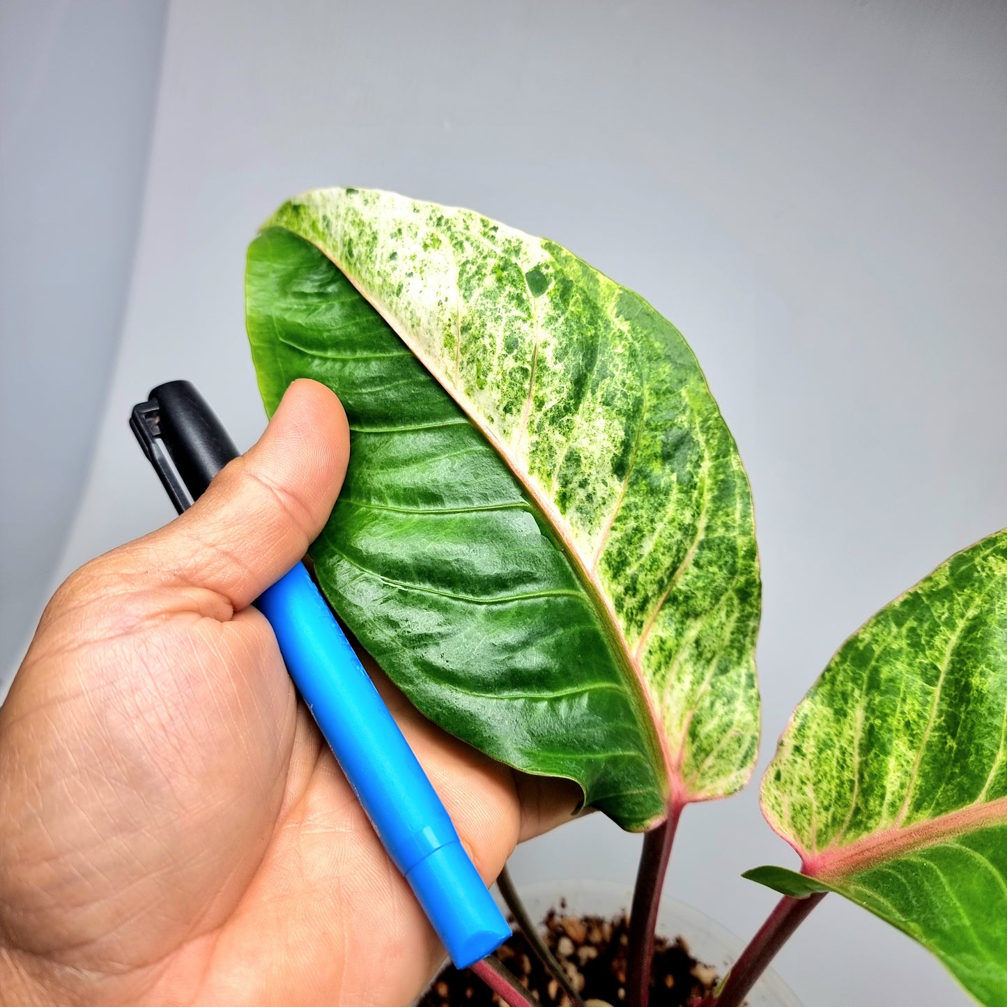 Anthurium foliage hybrid Variegated