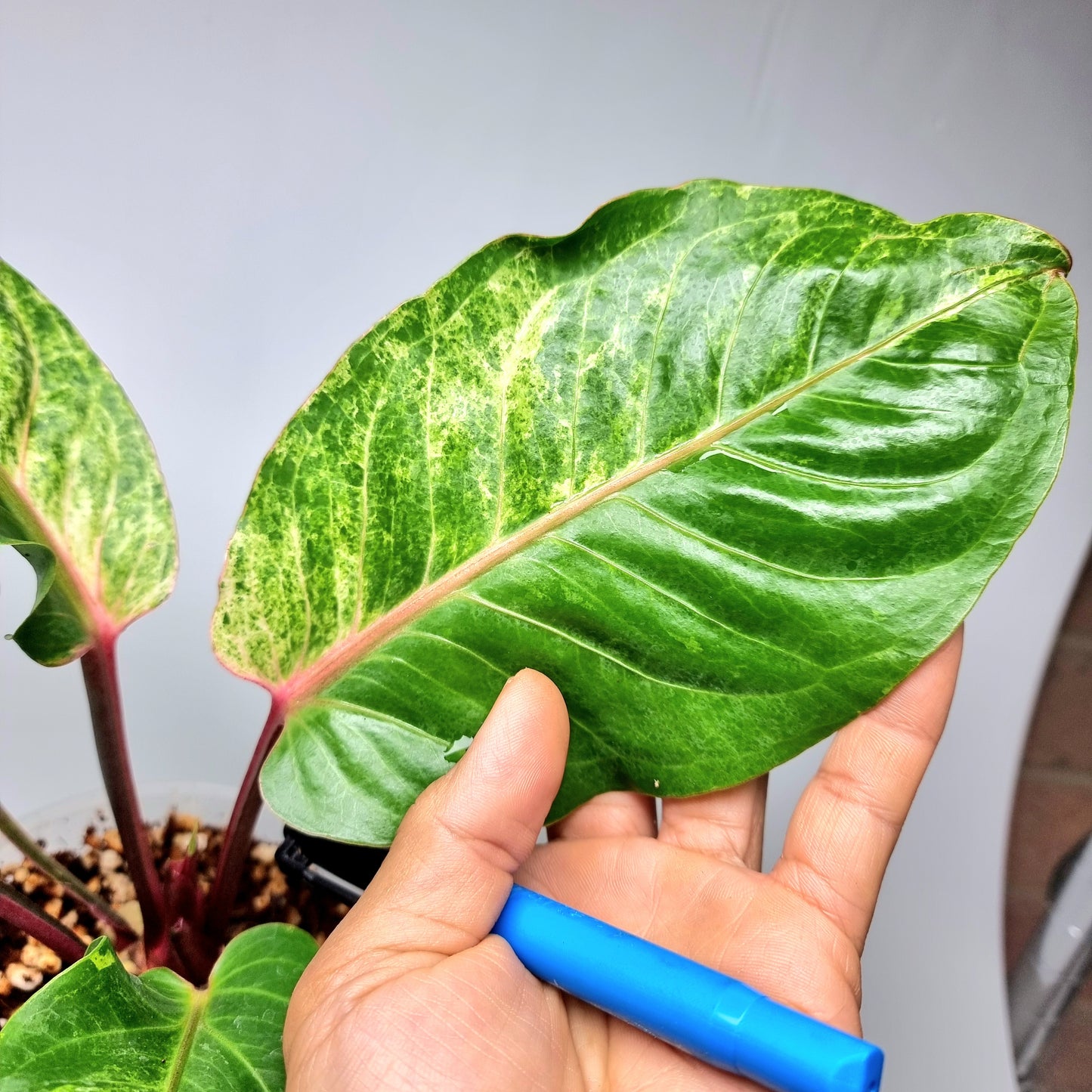 Anthurium foliage hybrid Variegated