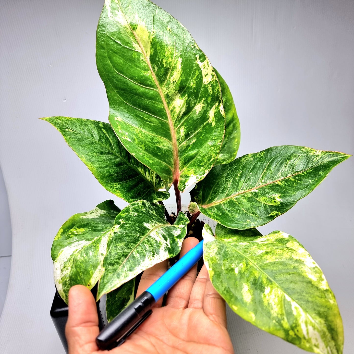 Anthurium foliage hybrid Variegated