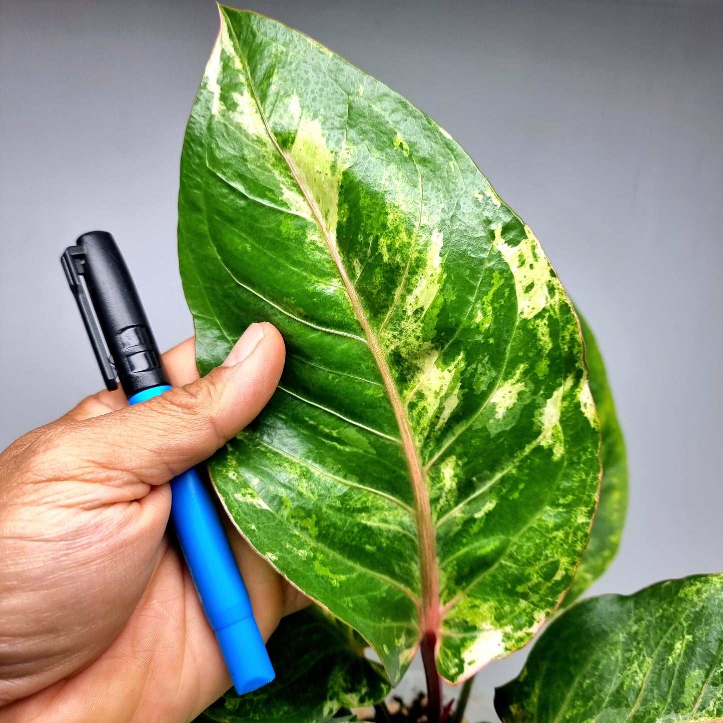 Anthurium foliage hybrid Variegated