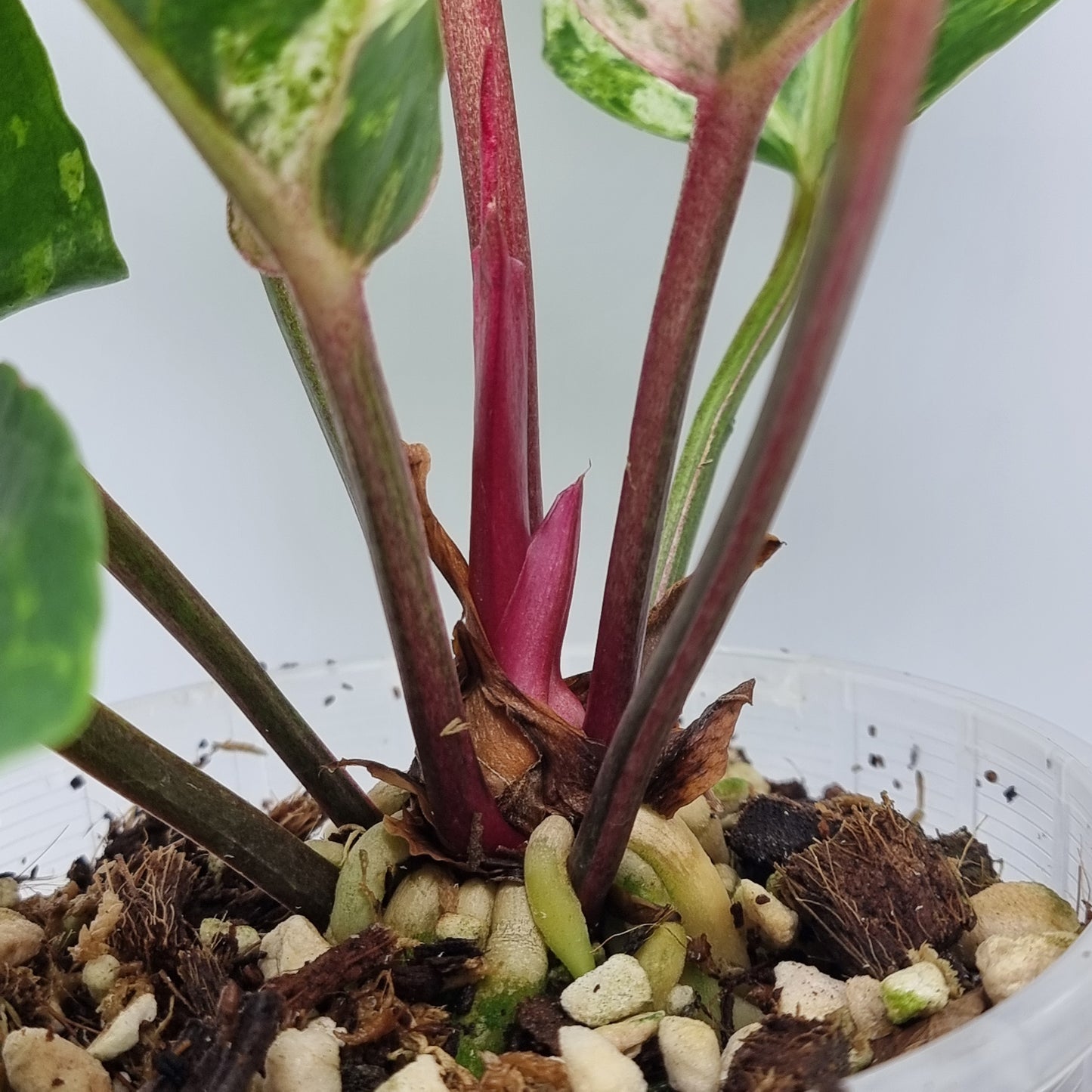 Anthurium foliage hybrid Variegated