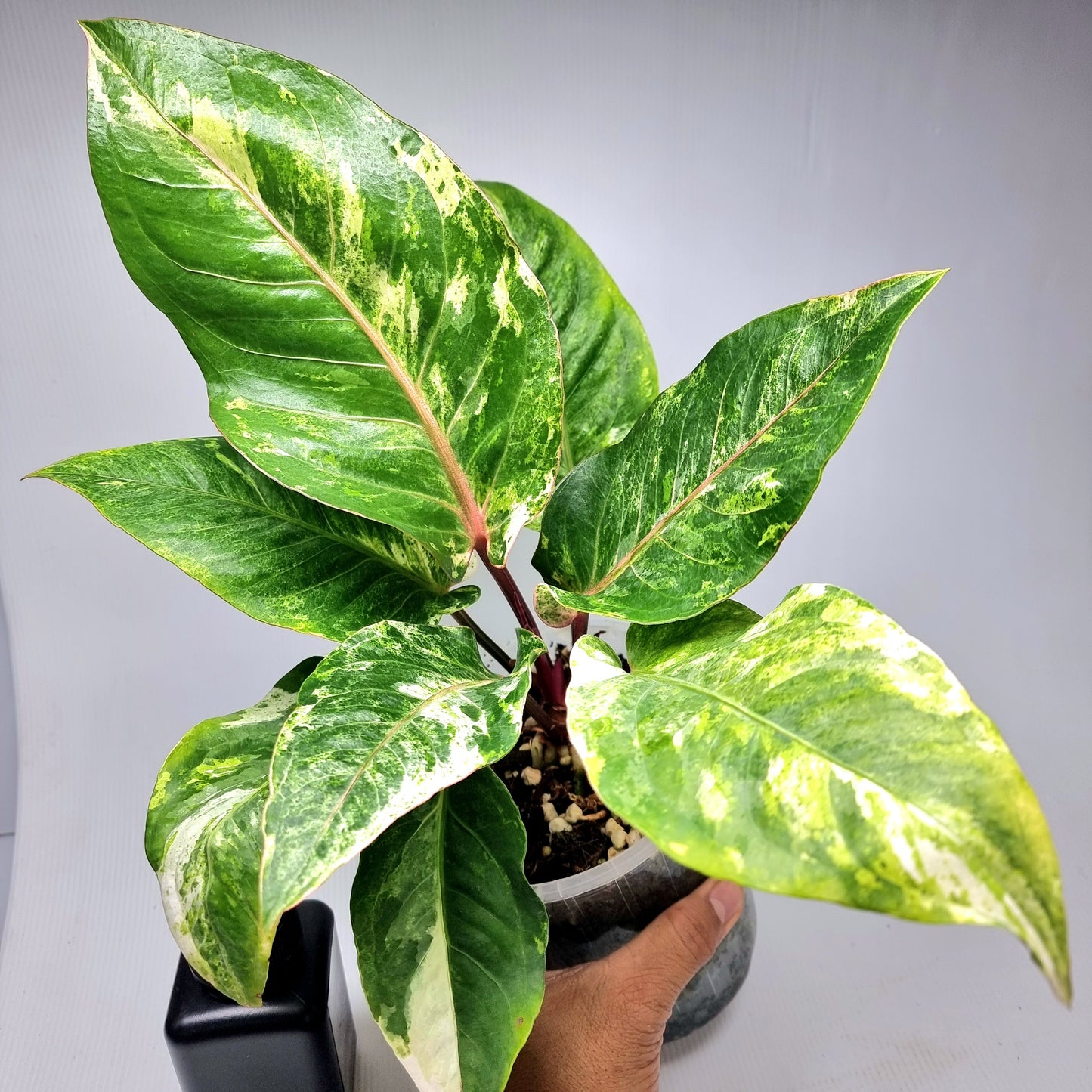 Anthurium foliage hybrid Variegated