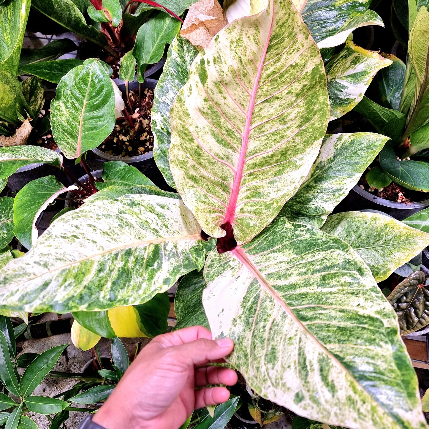 Anthurium foliage hybrid Variegated