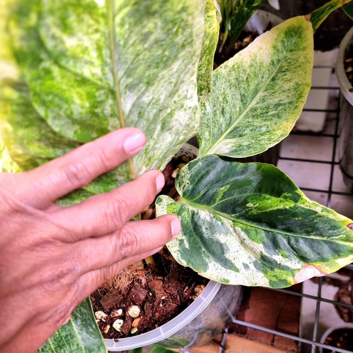 Anthurium foliage hybrid Variegated