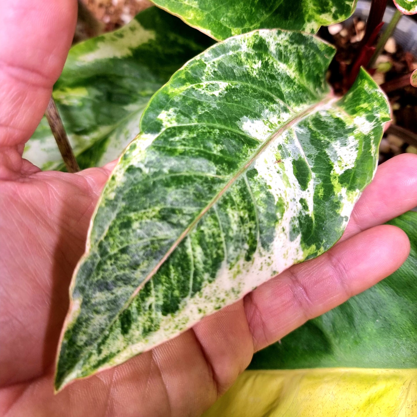 Anthurium foliage hybrid Variegated