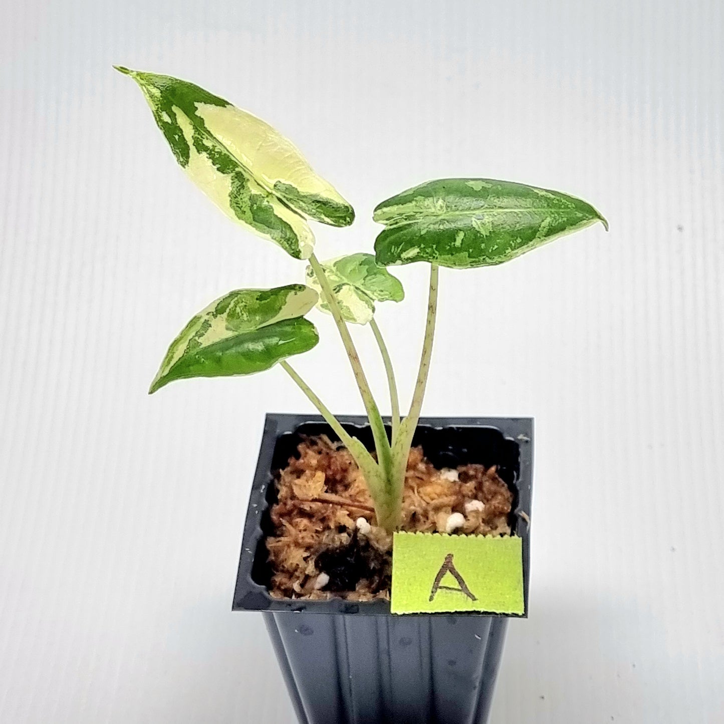 Alocasia sarian Variegated