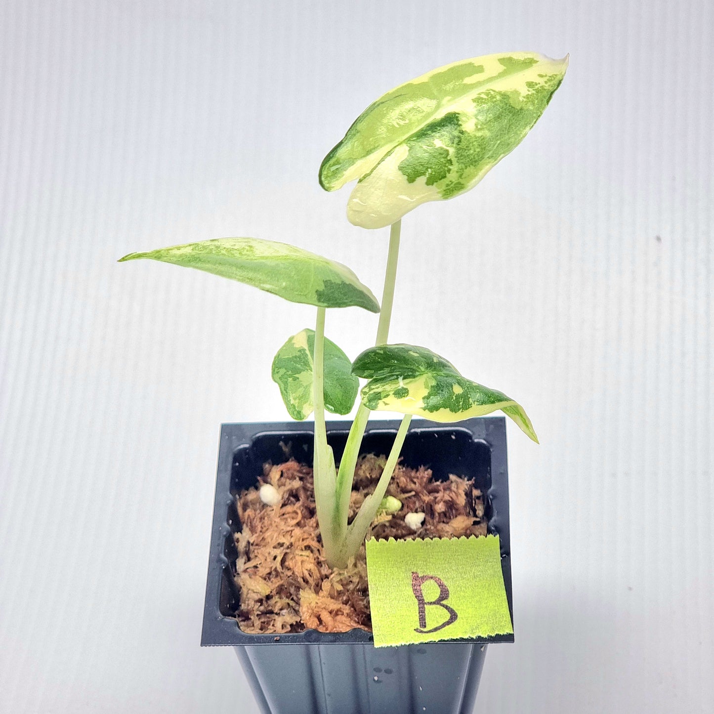 Alocasia sarian Variegated