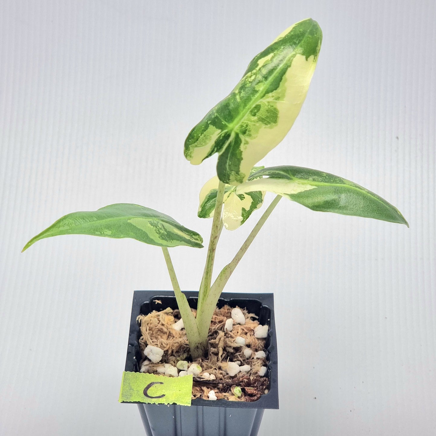 Alocasia sarian Variegated