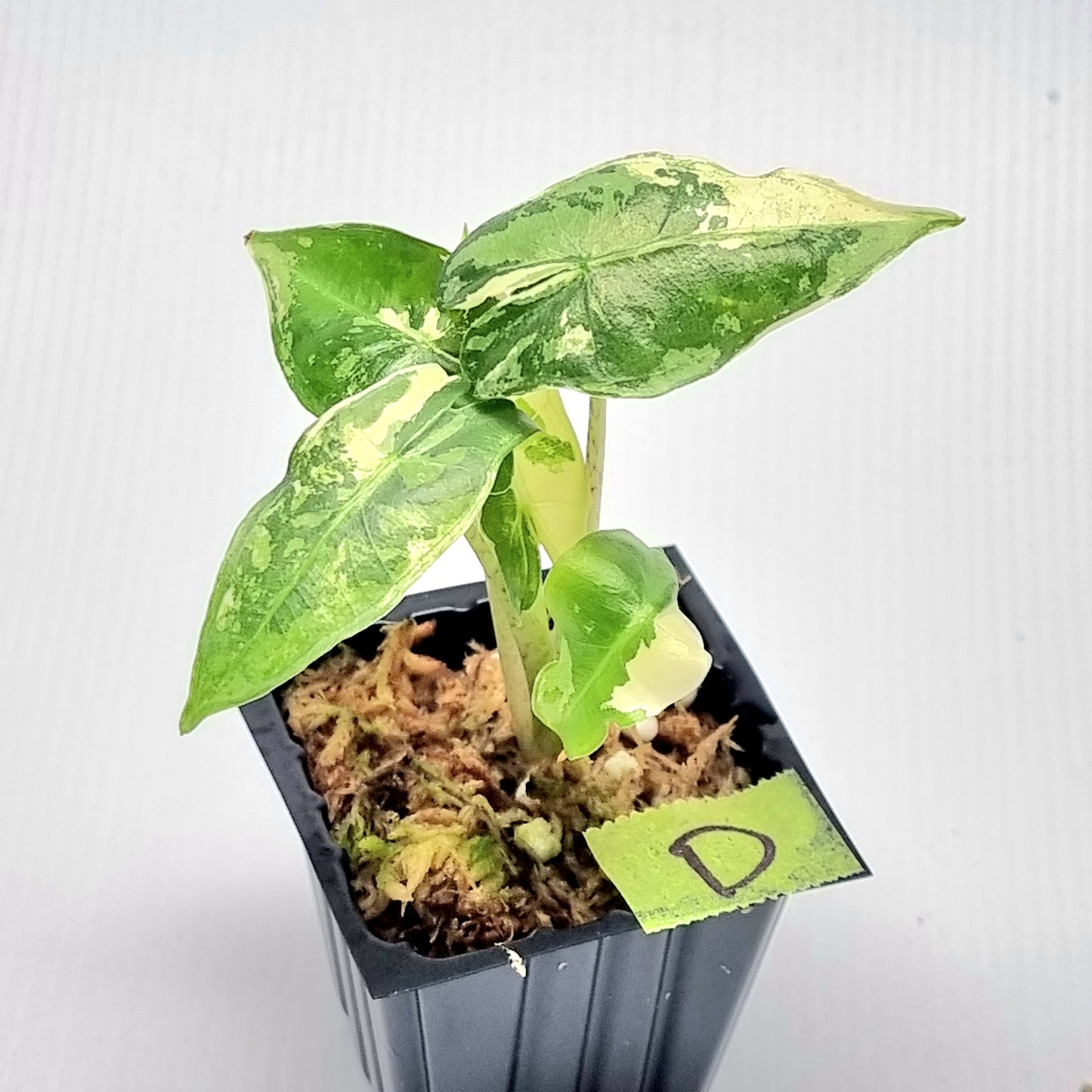 Alocasia sarian Variegated