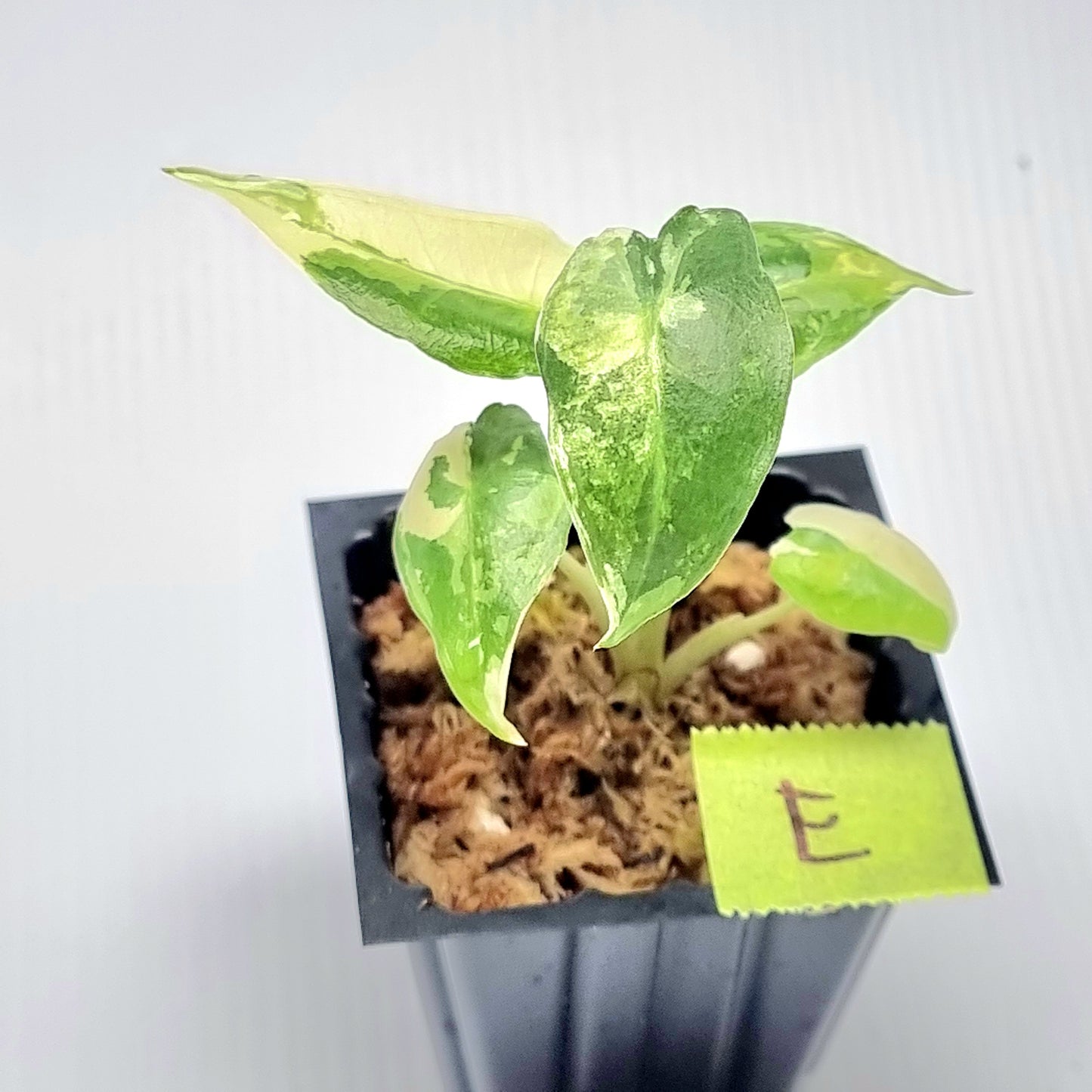 Alocasia sarian Variegated