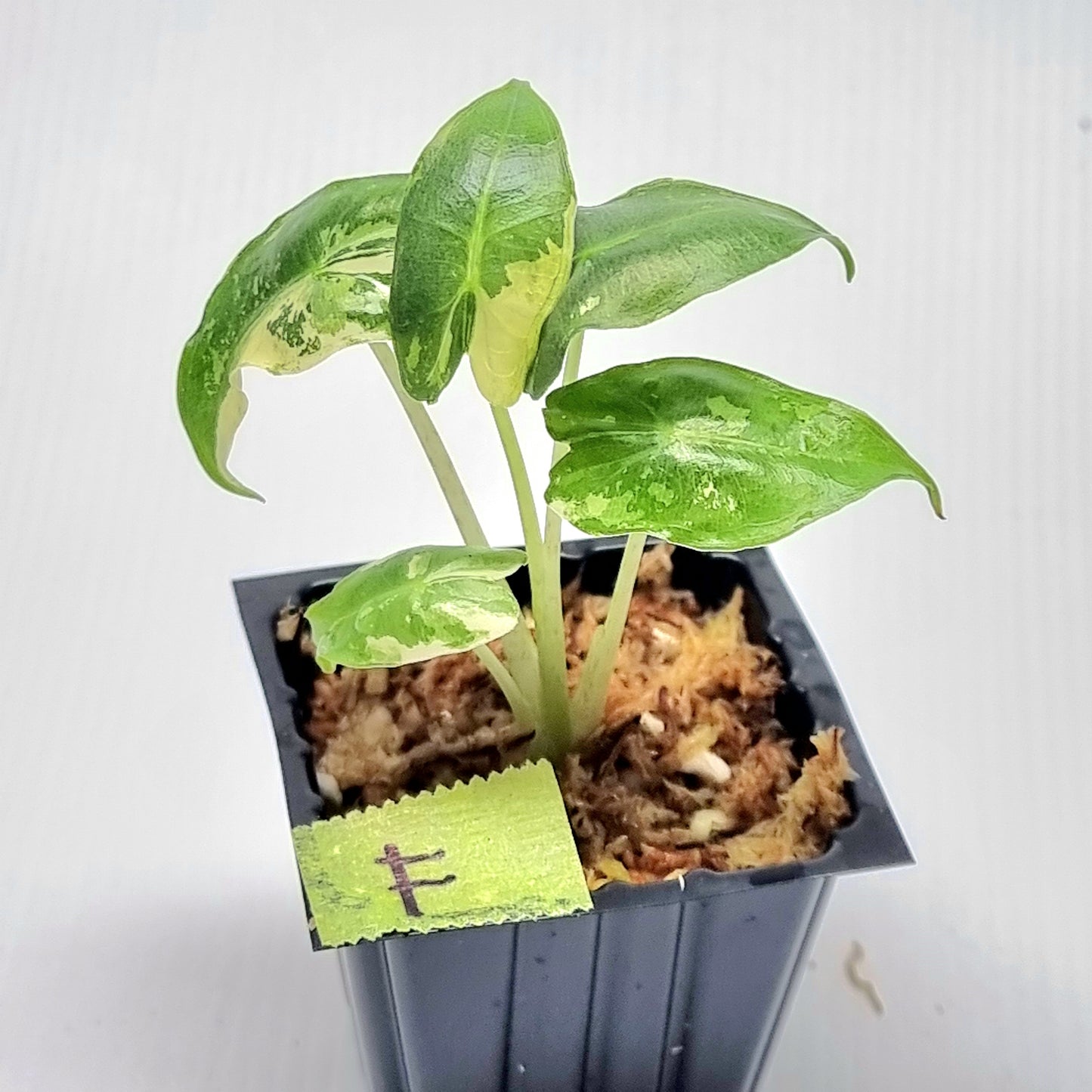 Alocasia sarian Variegated