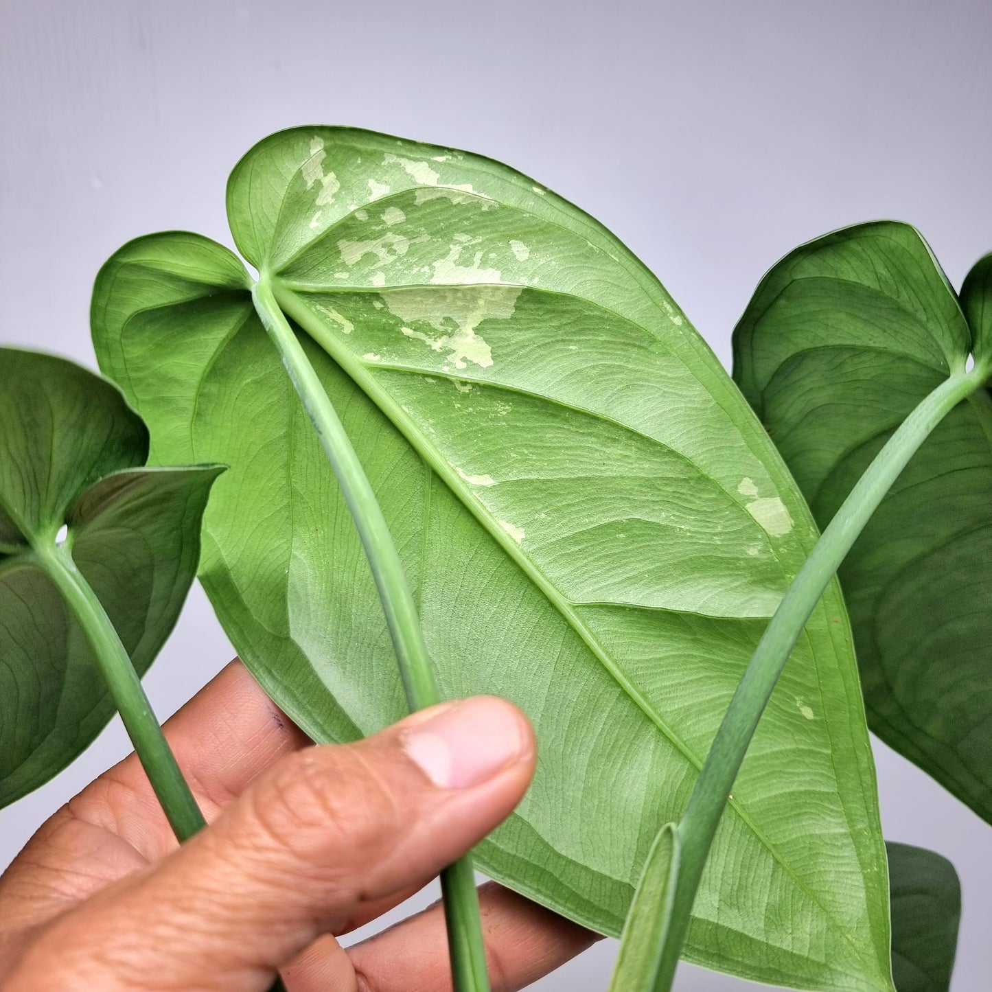 Syngonium chiapense Variegated