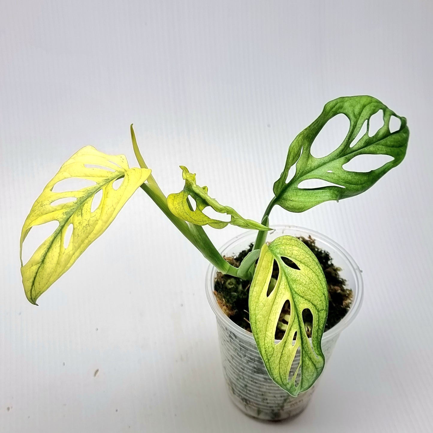 Monstera adansonii "Archipelago"